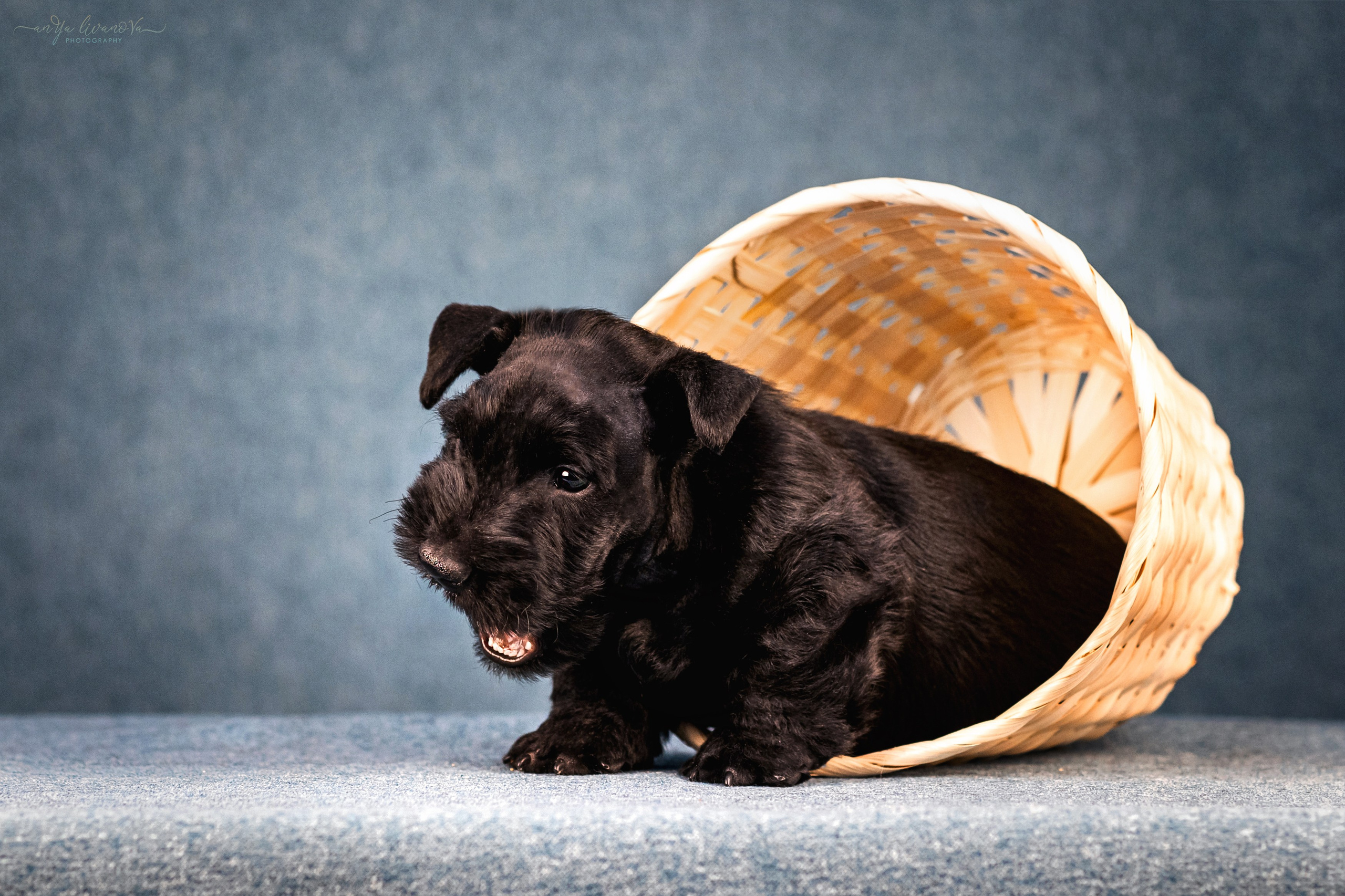 Скотти. Фотограф анималист Аня Ливанова | Рыбинск