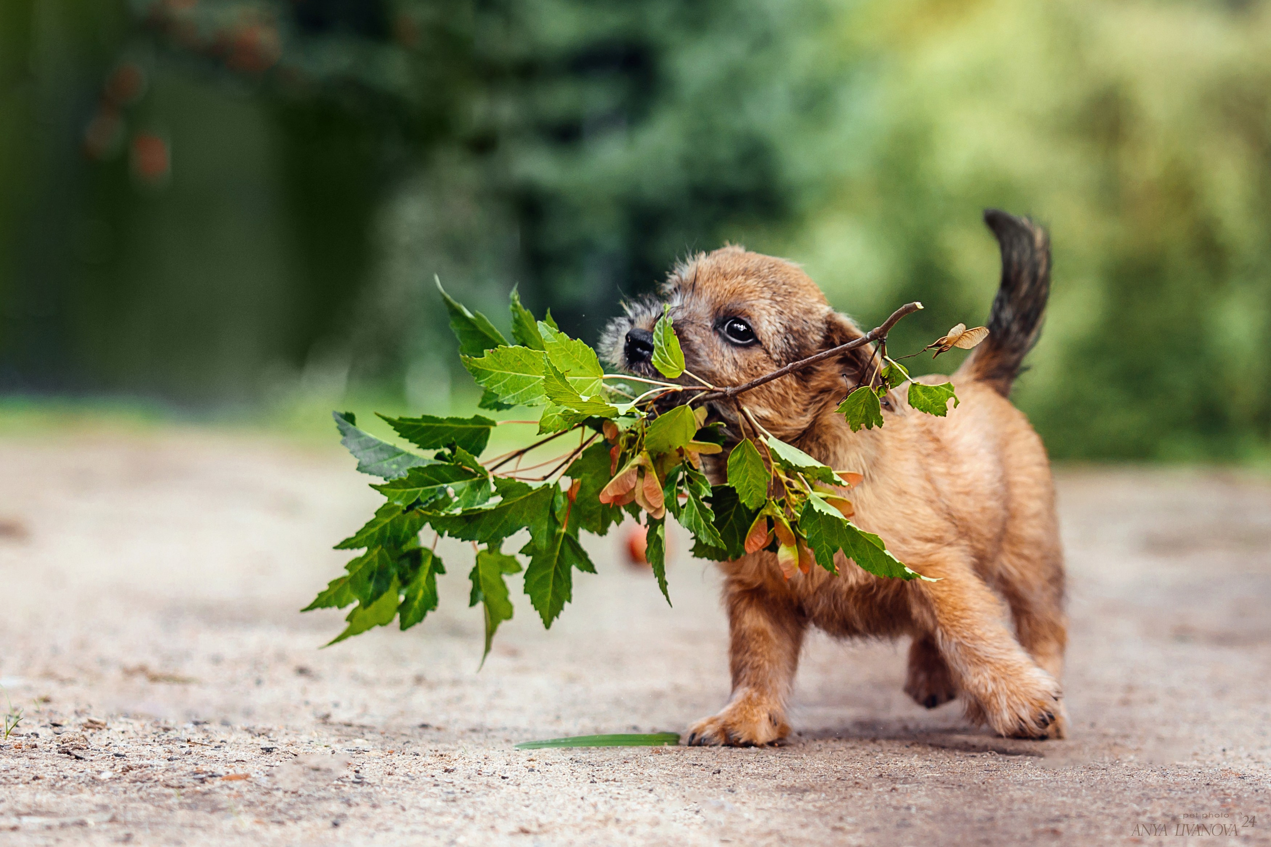 Норвичи. Фотограф анималист Аня Ливанова | Рыбинск