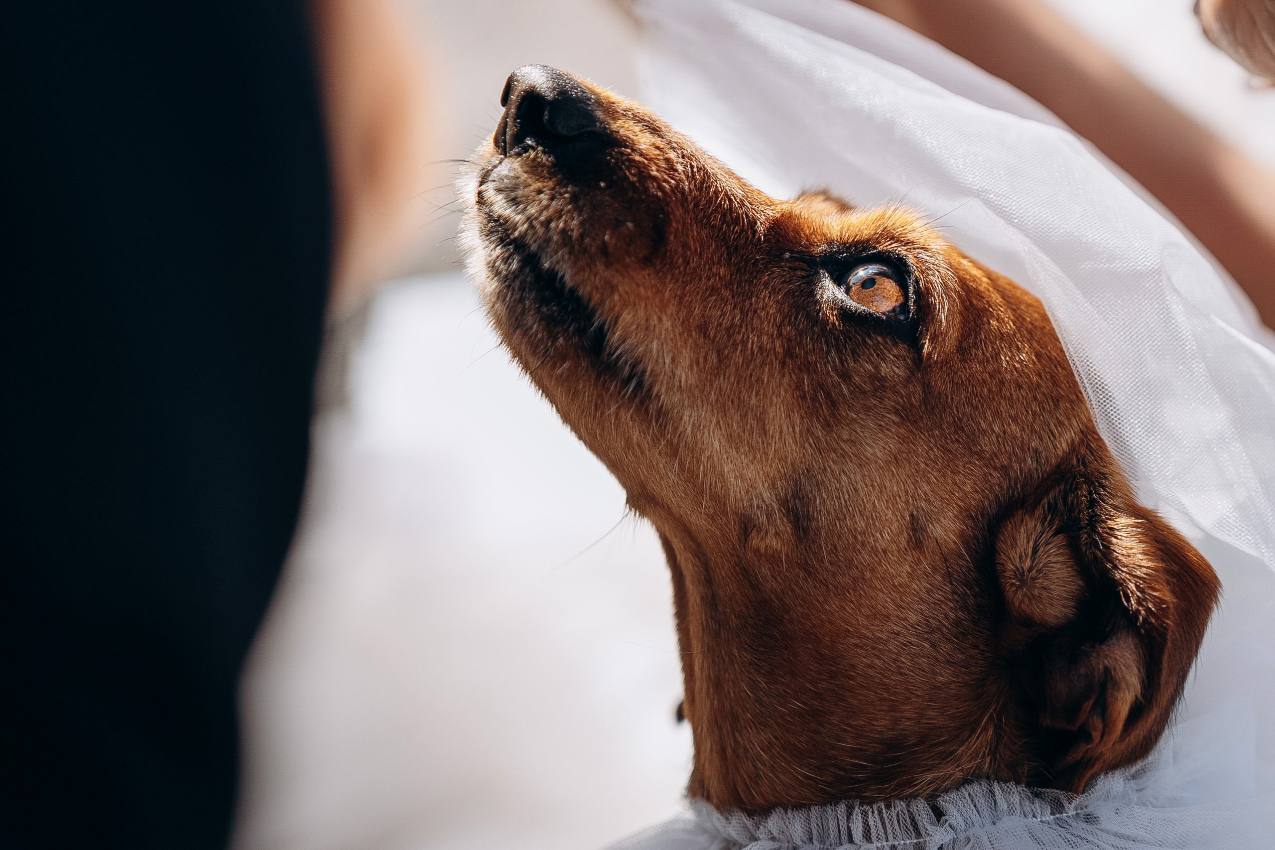 Райнур и Дарина. Свадебный фотограф Казань|Москва Ranas4you