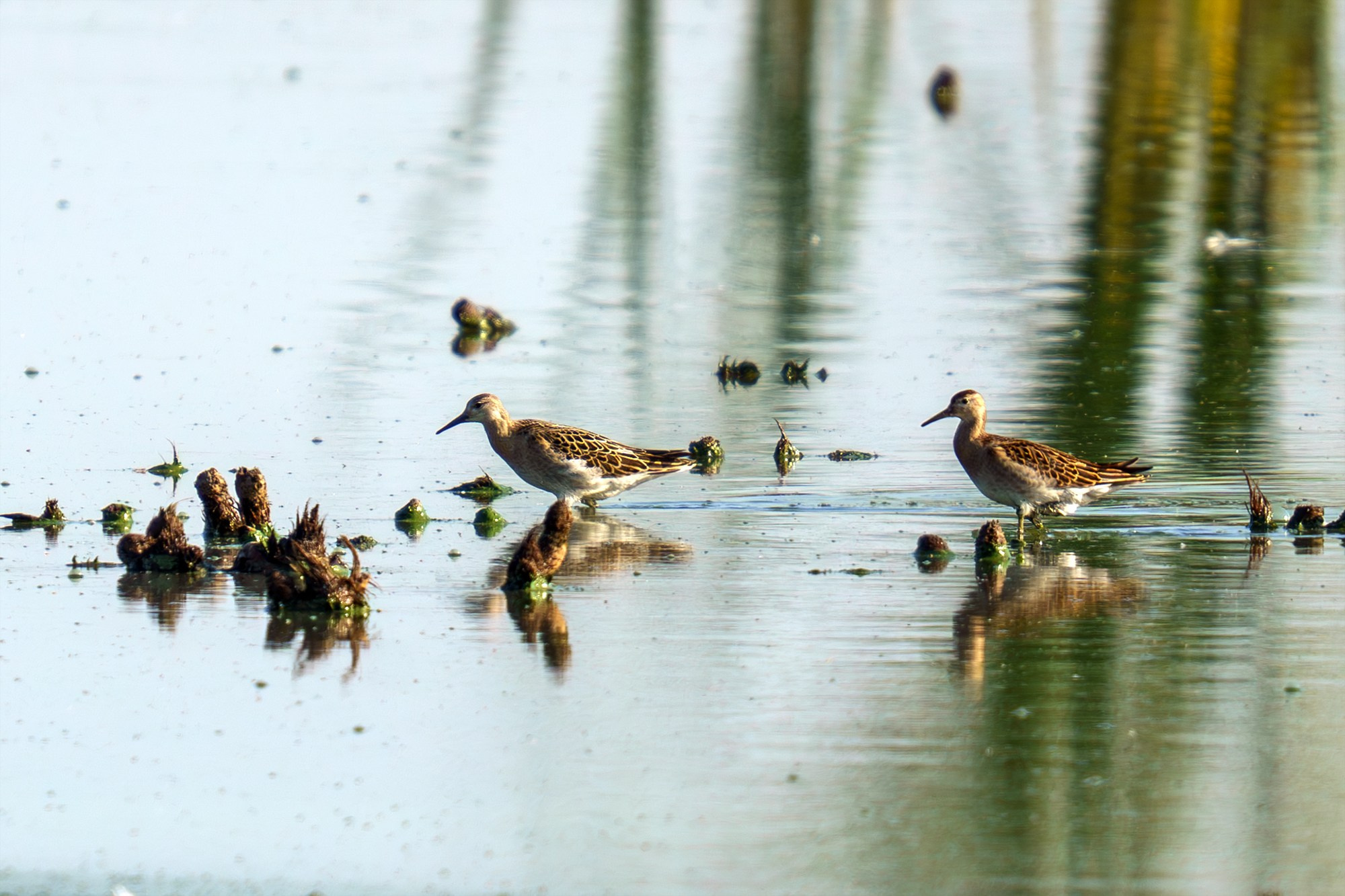 Удивительные мир птиц. Вокруг нас столько прекрасного — присмотритесь!. Ваш личный фотограф Марина Волкова