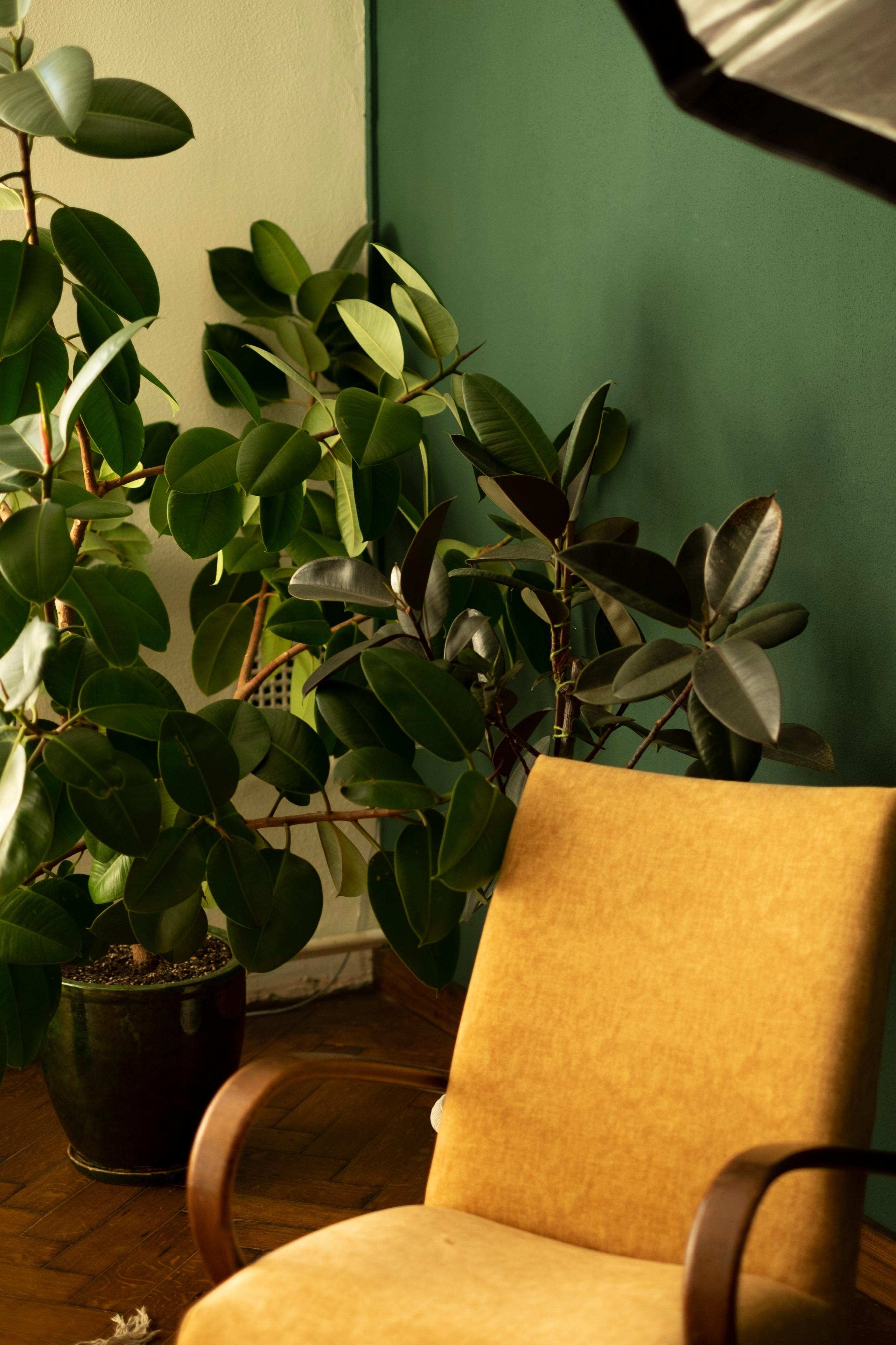 Живая Студия. Фототерапия «Пульс СЧАСТЬЯ»