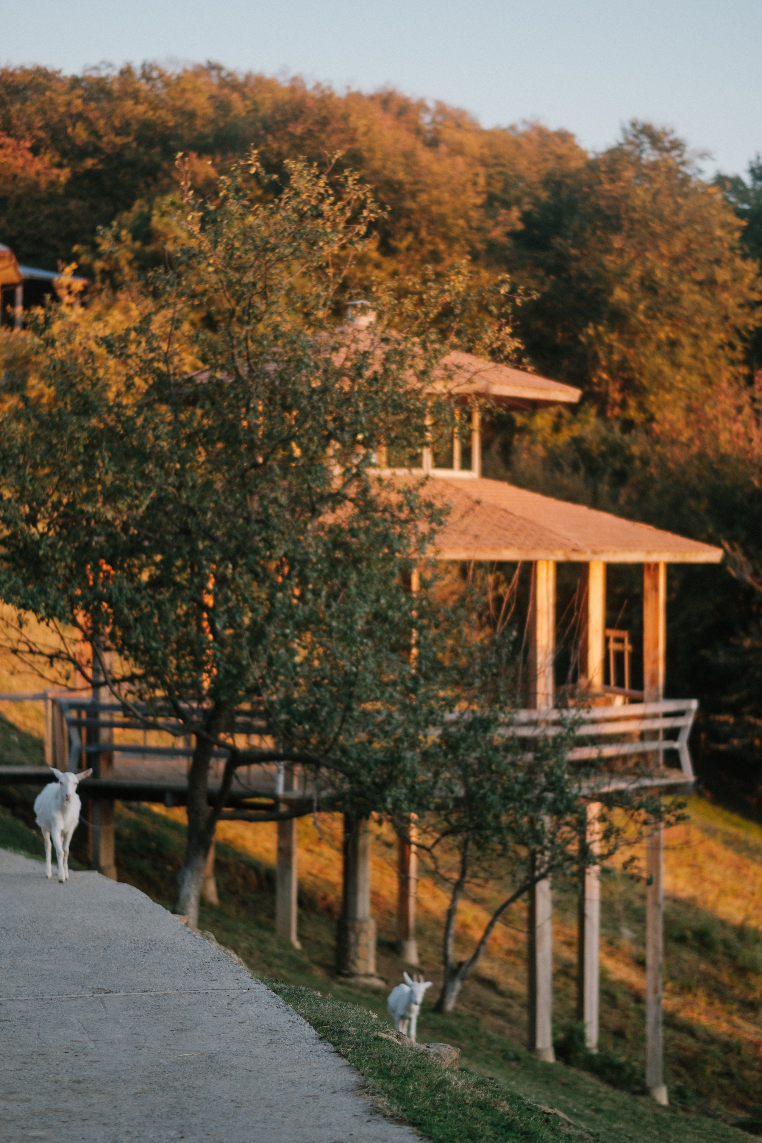 Экзархо. Свадебный Видеограф Фотограф в Сочи