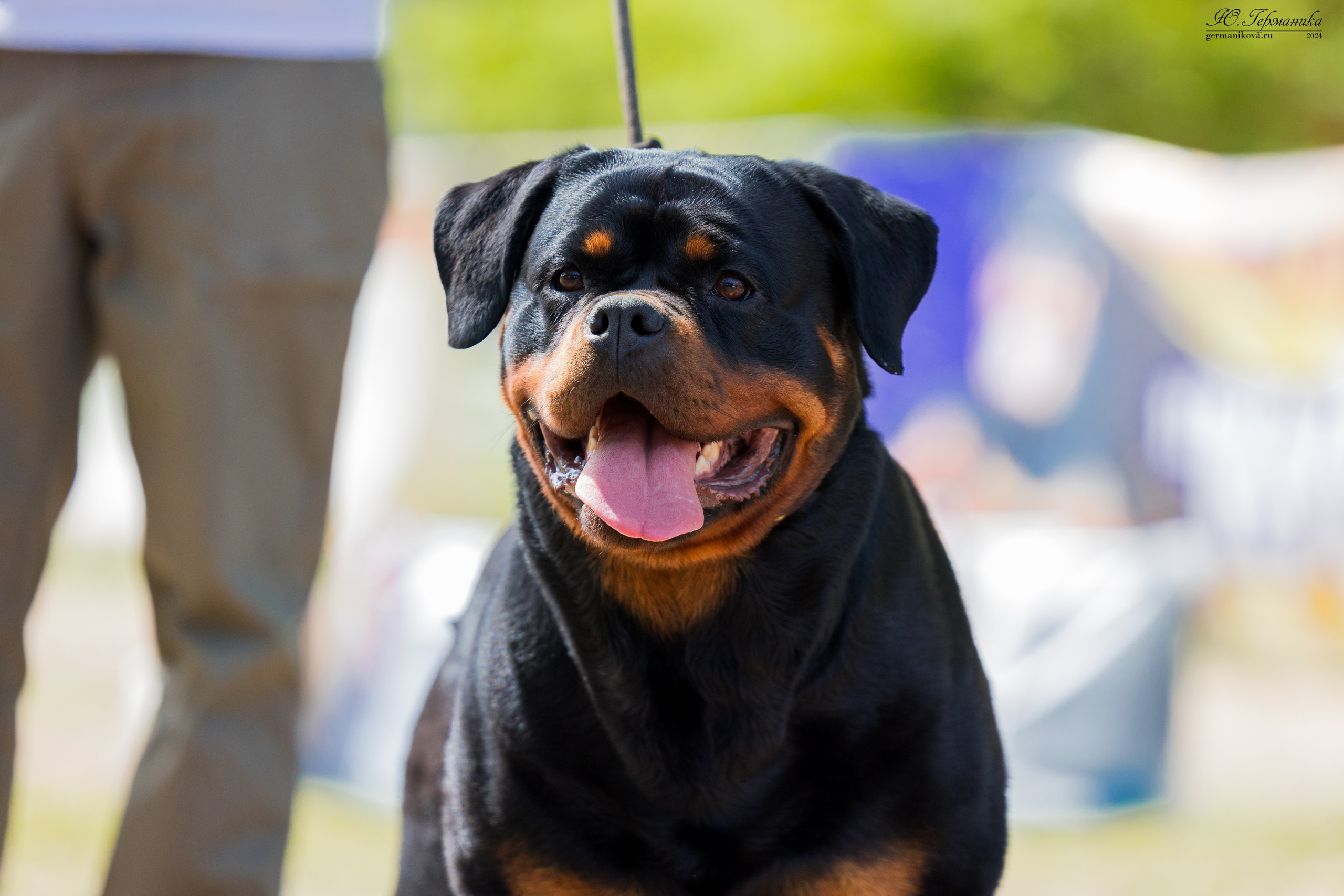 Саратов 2 х моно ротвейлеров 28-29.04.2024. Фотограф-анималист Юлия Германика