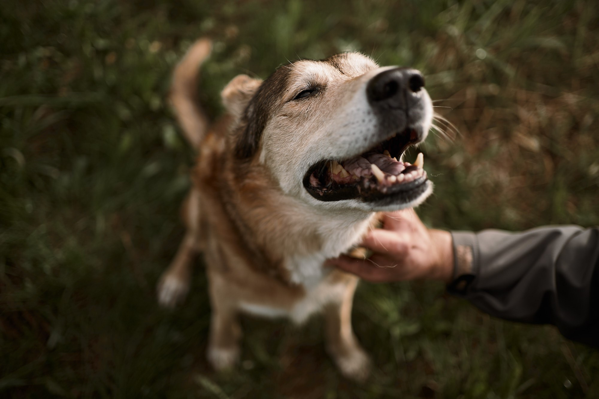 Дима, Рыжий и Воля. Фотограф анималист Москва Дарья