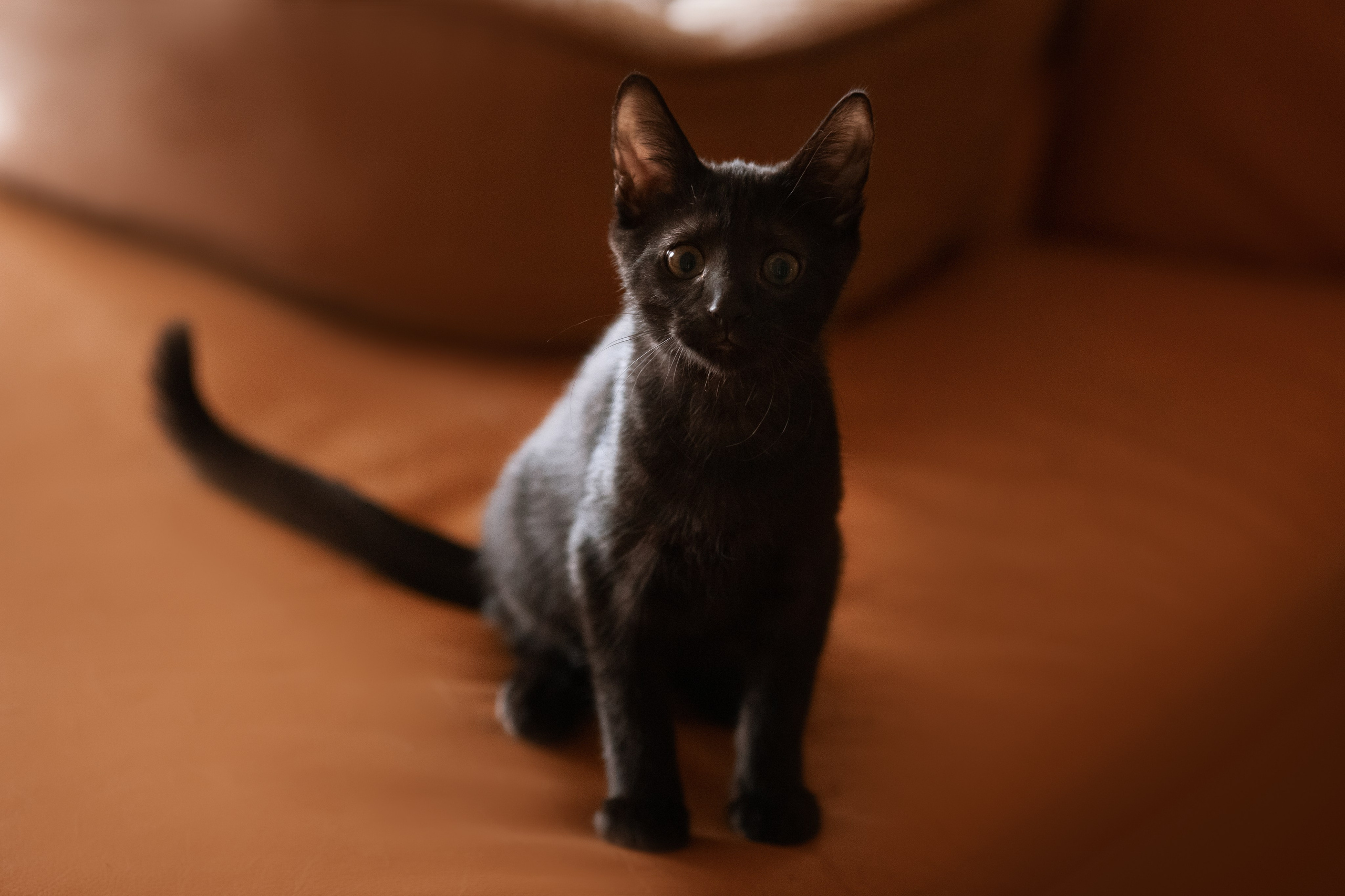 Котята в добрые руки. Арт фотограф в Минске Анастасия Корбут