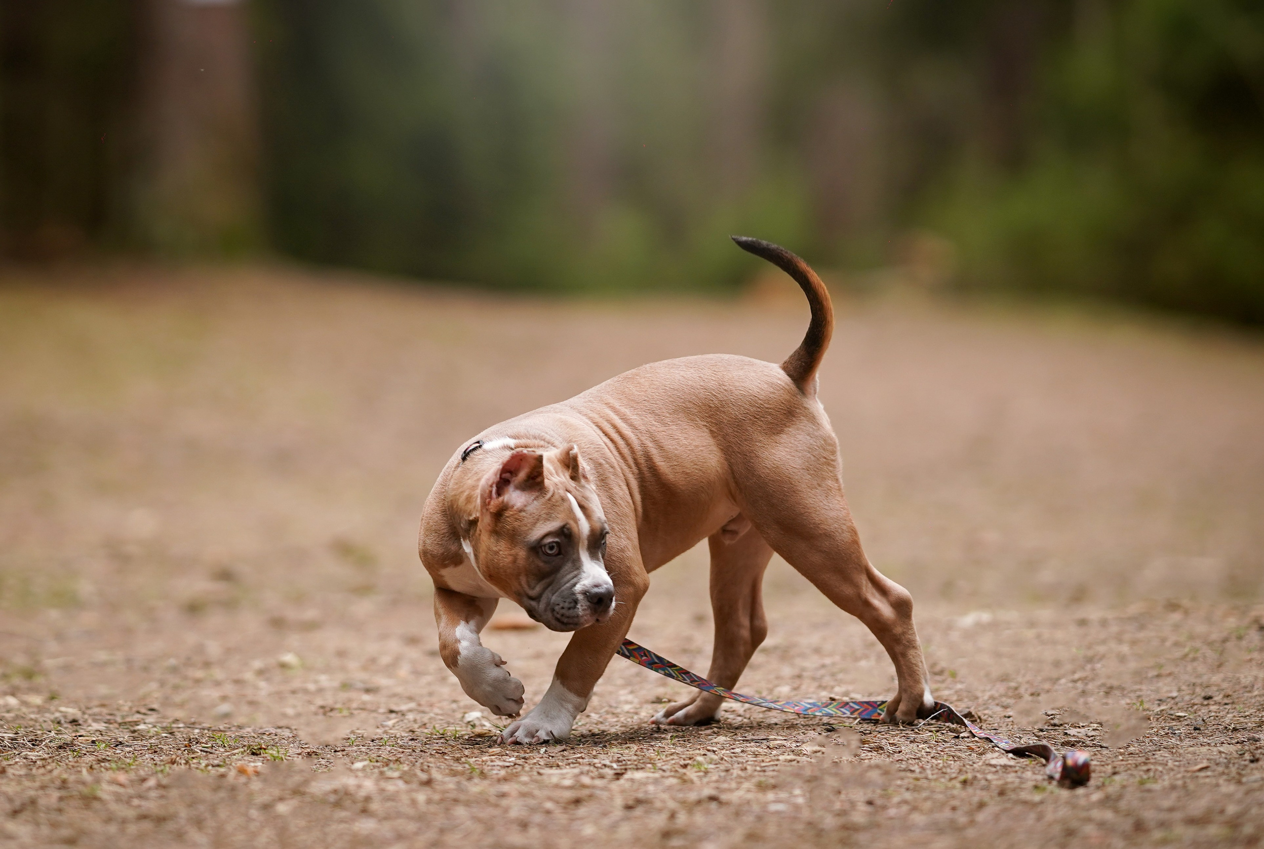 Щенки булли. Фотограф-анималист в Санкт-Петербурге Яна Мартынова