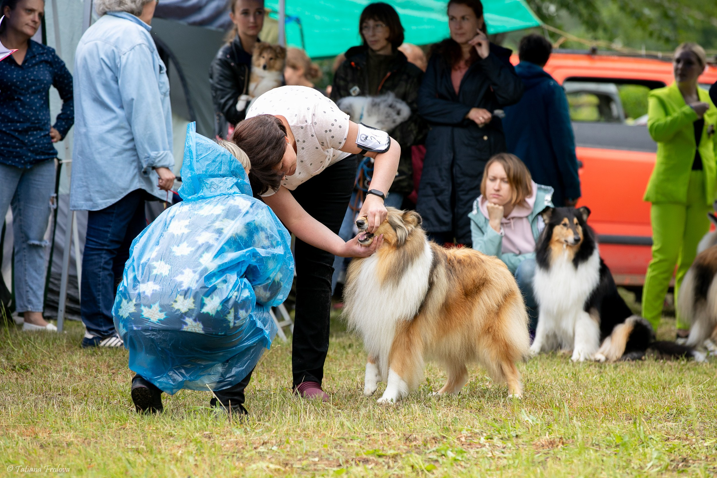 Фотосопровождение выставки собак в Московской области и Москве. Фотограф-анималист в Москве и Московской области Татьяна Фролова