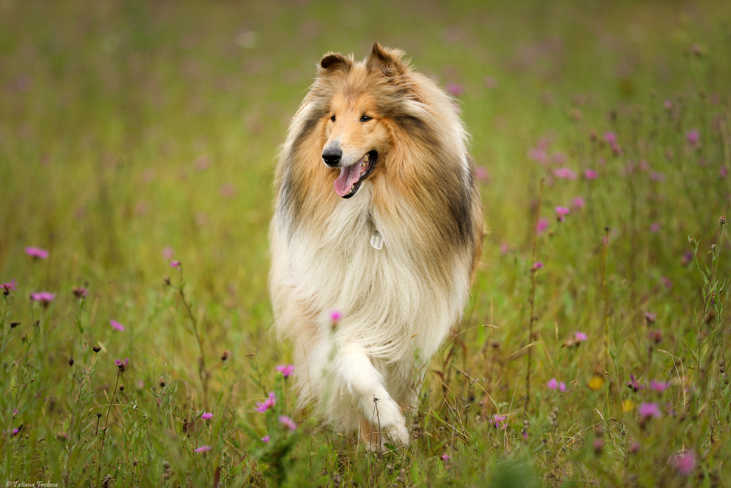 Фотопрогулка для нескольких собак загородом. Фотограф-анималист в Москве и Московской области Татьяна Фролова