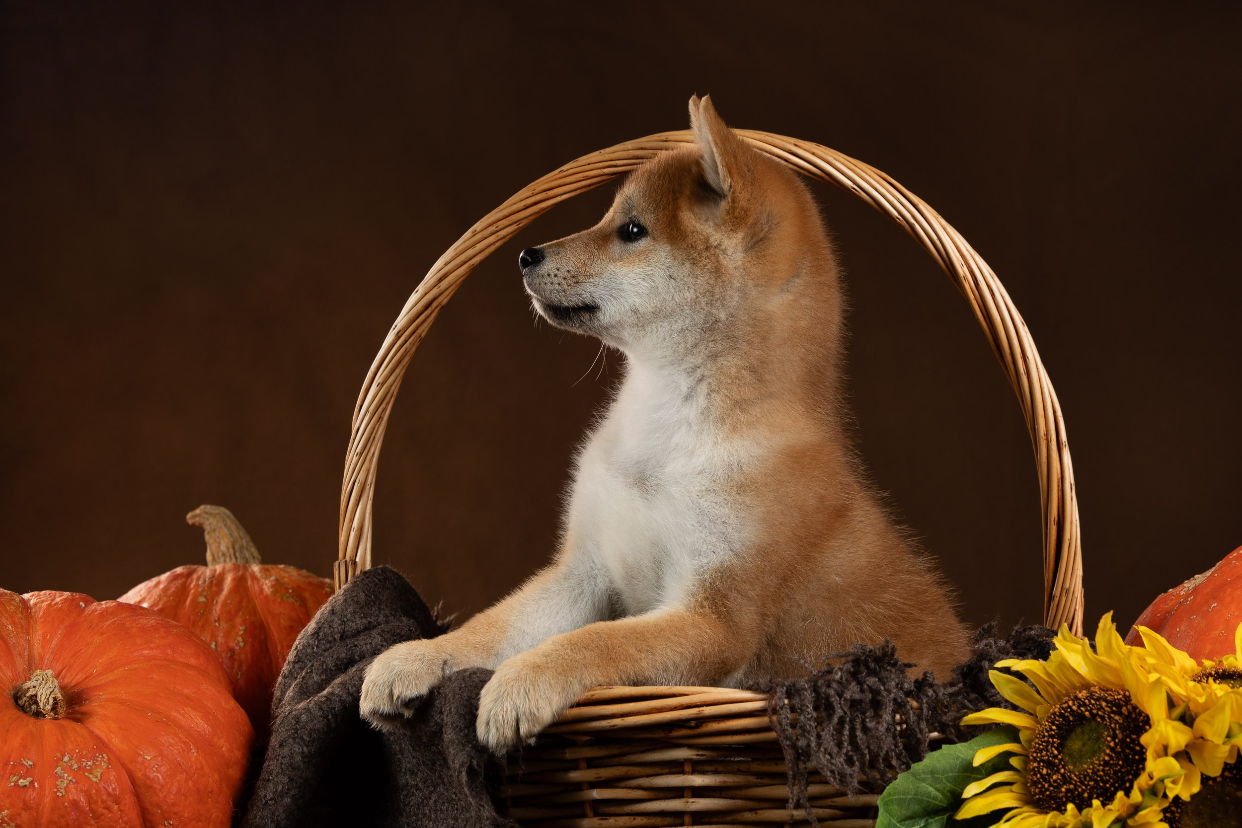 Съемка щенков на продажу с искусственным светом. Фотограф-анималист в Москве и Московской области Татьяна Фролова