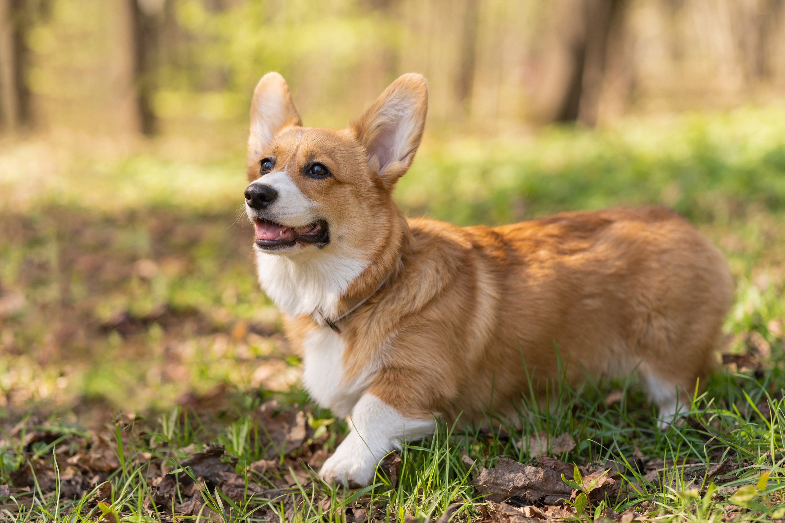 Саша, Настя, Луна. Свадебный фотограф в Москве Анна Полушина
