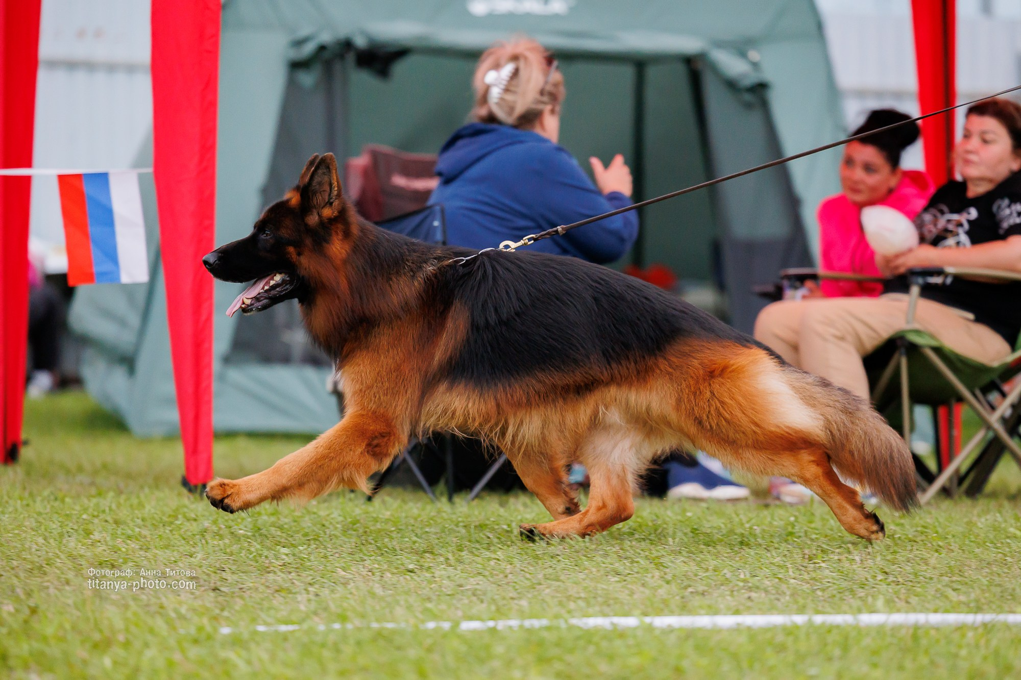 Немецкие овчарки: фото из рингов и вне ринга, мутпроба (фотографии с выставок). Фотограф собак, фотограф-анималист Аня Титова (Titanya). Москва