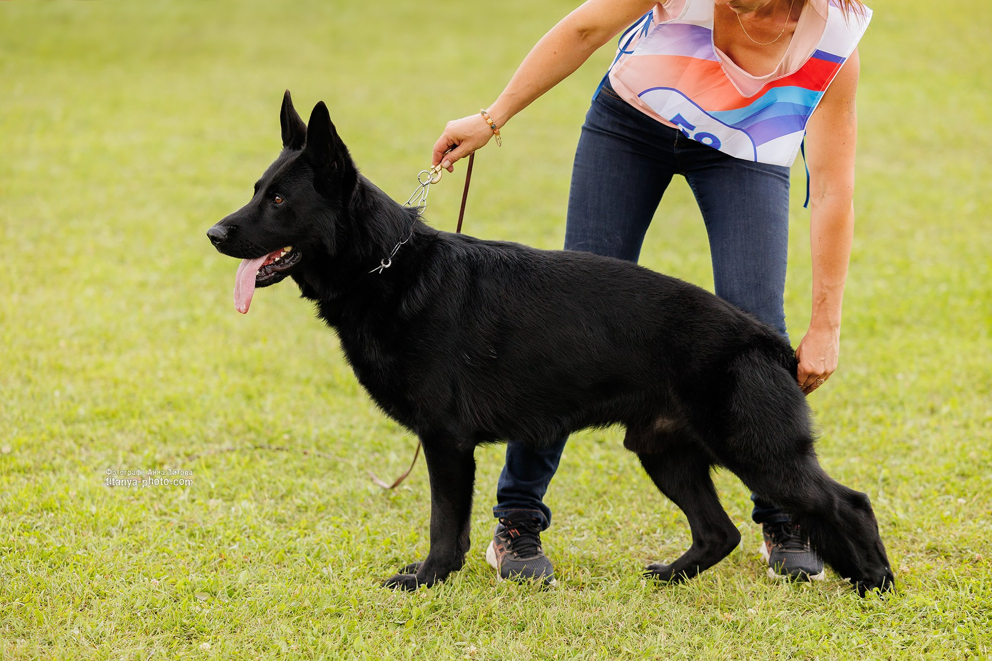 Немецкие овчарки: фото из рингов и вне ринга, мутпроба (фотографии с выставок). Фотограф собак, фотограф-анималист Аня Титова (Titanya). Москва