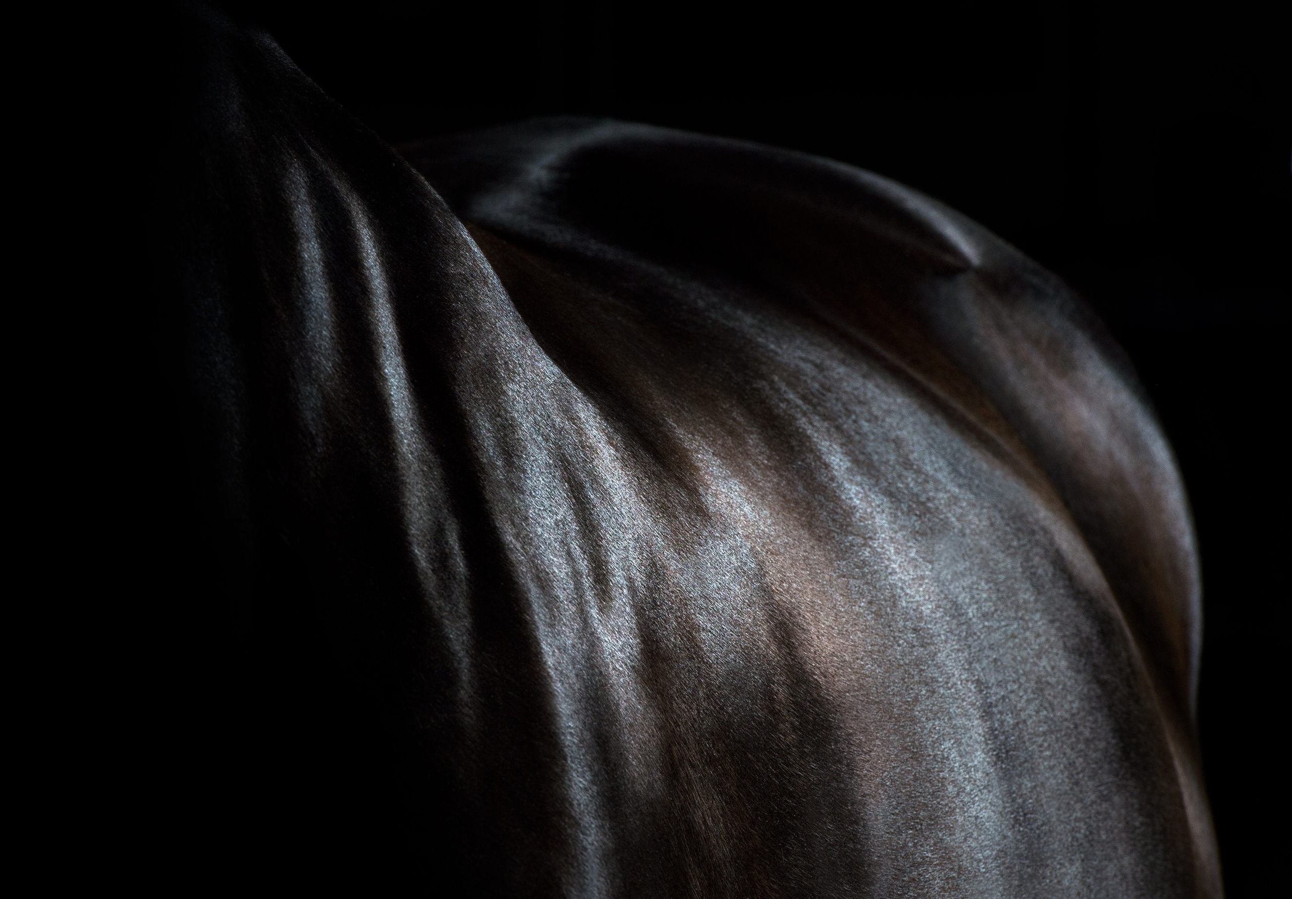HORSES. LUMEN DUO Art photography for interiors