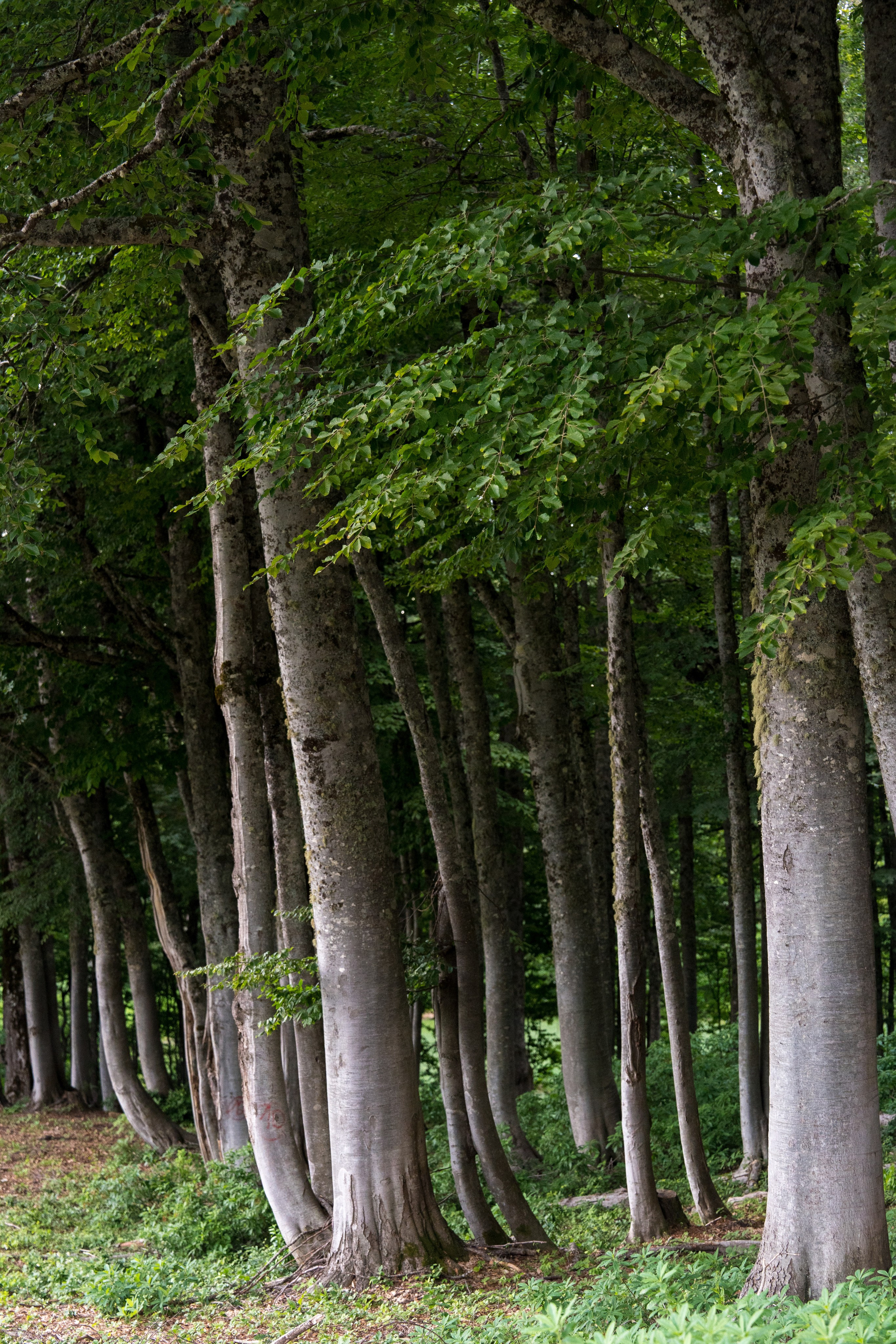 MICE мероприятие для компании «Доставка морем»: хайкинг к Ачипсинским водопадам. Репортажный фотограф в Красной Поляне и Сочи Павлюченко Екатерина