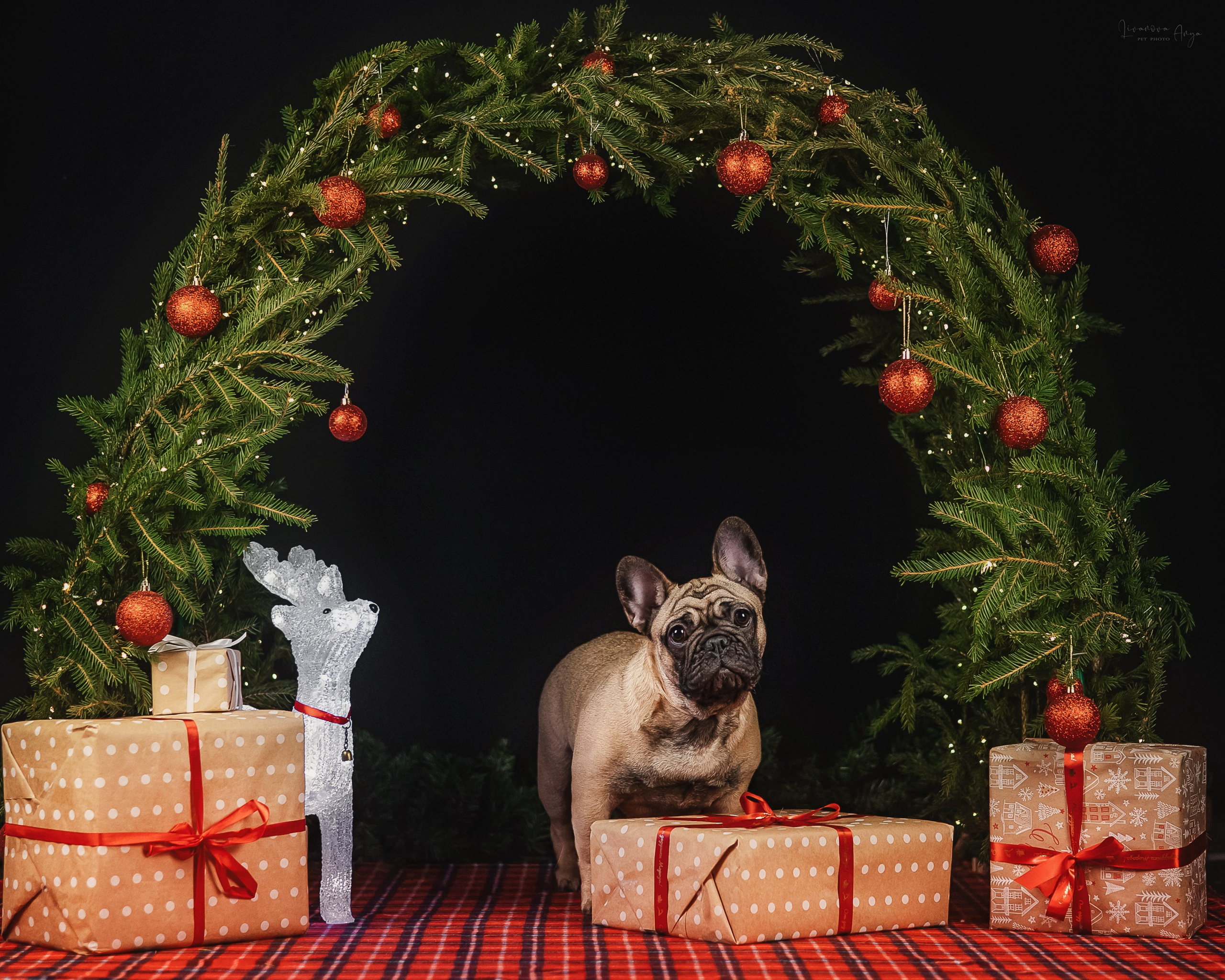 Фотодень_1 2025. Фотограф анималист Аня Ливанова | Рыбинск