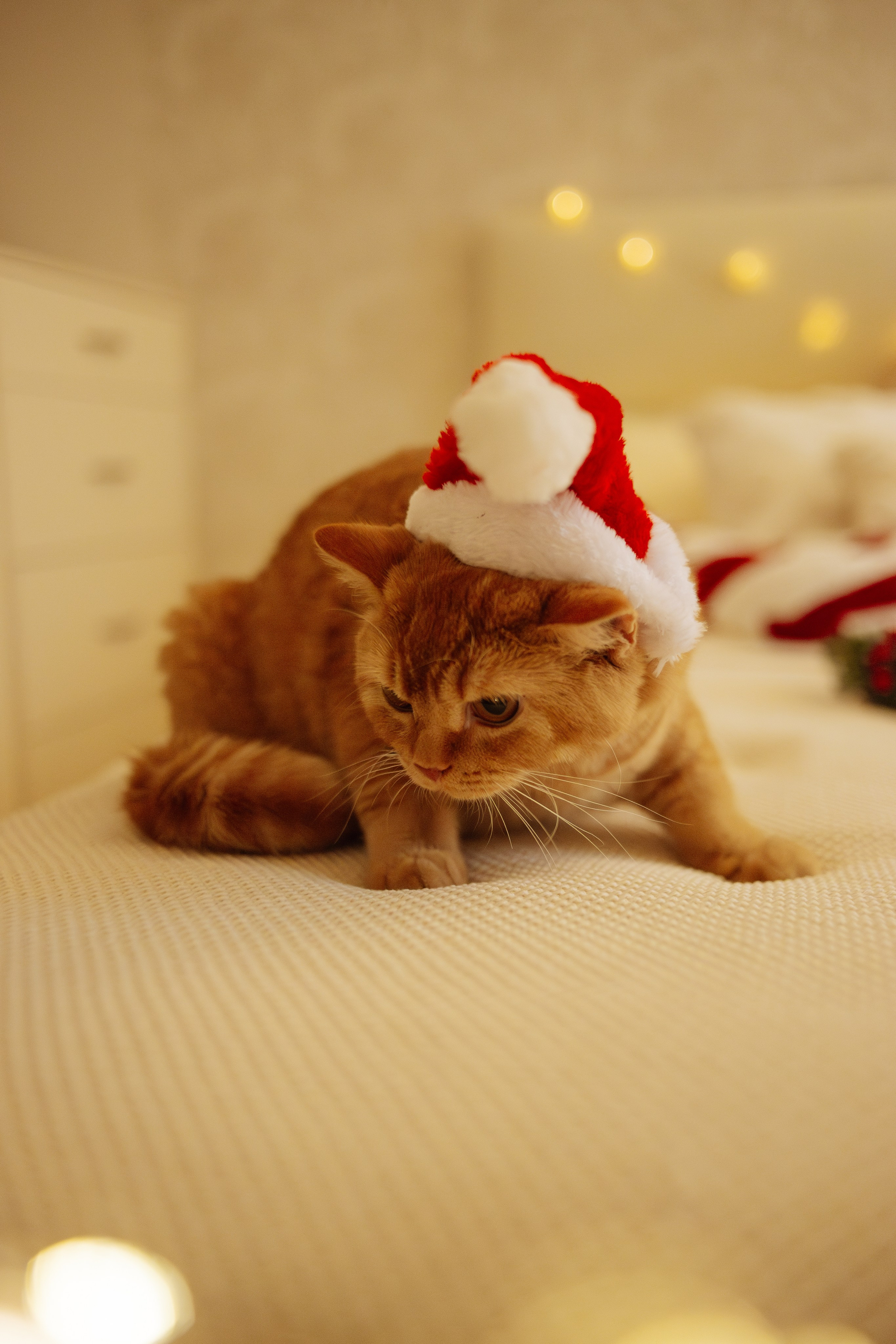 Домашняя. Фотограф Москва / Балашиха