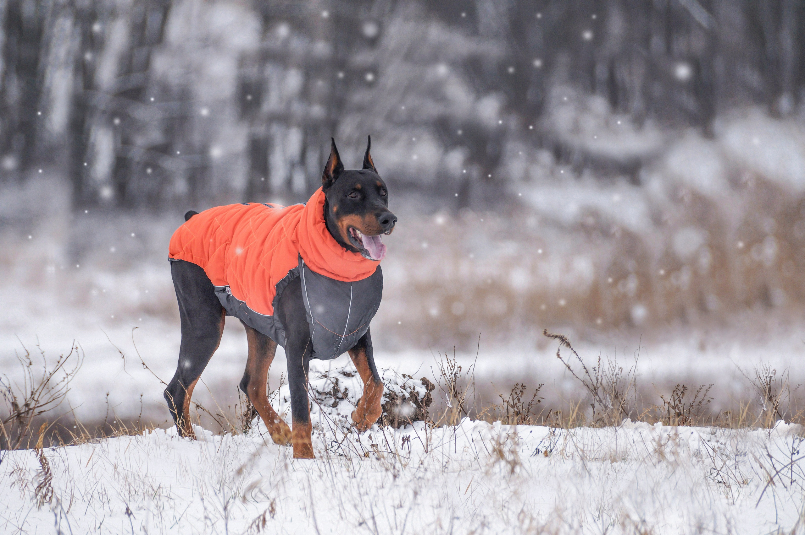 Фотопрогулки. Фотограф анималист в Ростове I Гончарова Анна