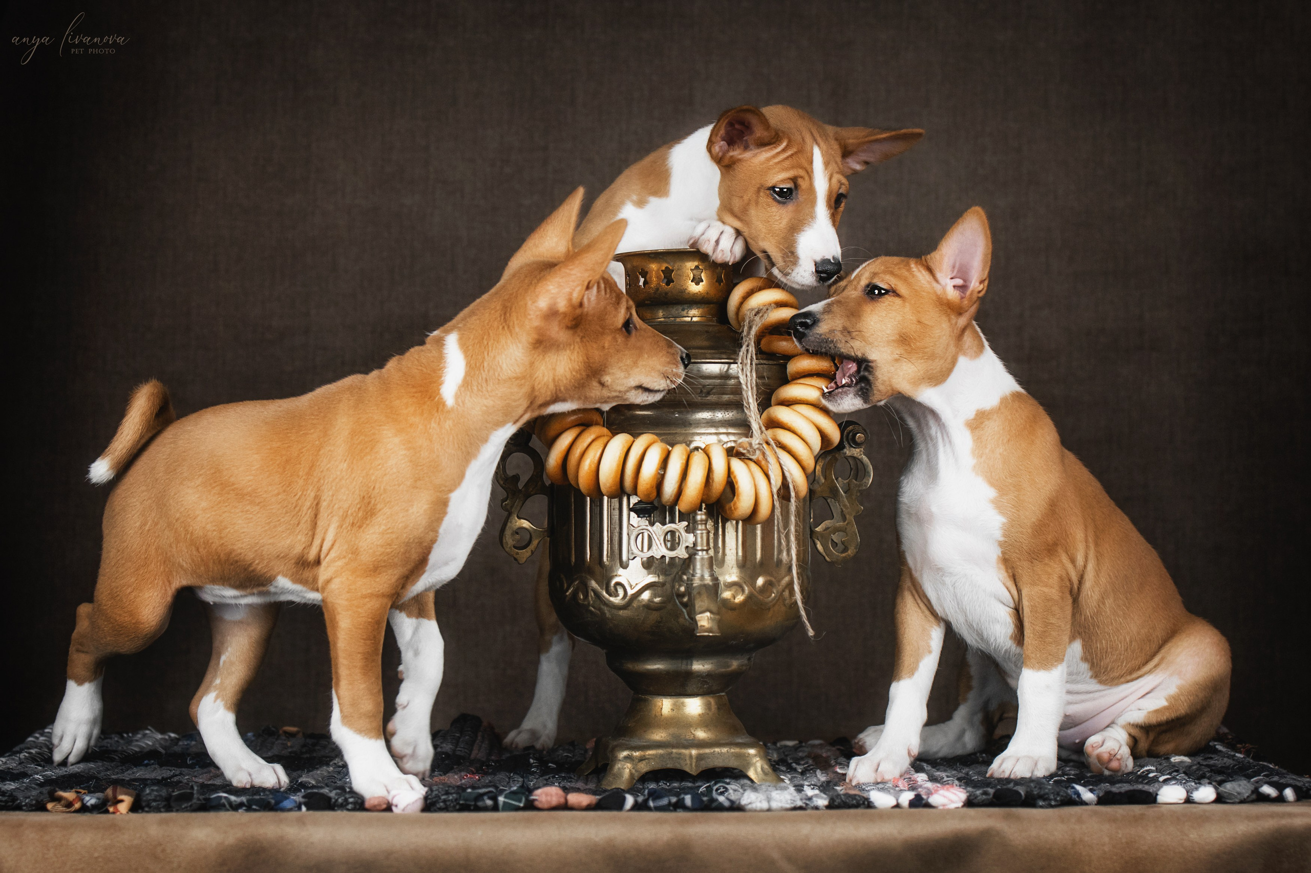 Басенджи. Фотограф анималист Аня Ливанова | Рыбинск