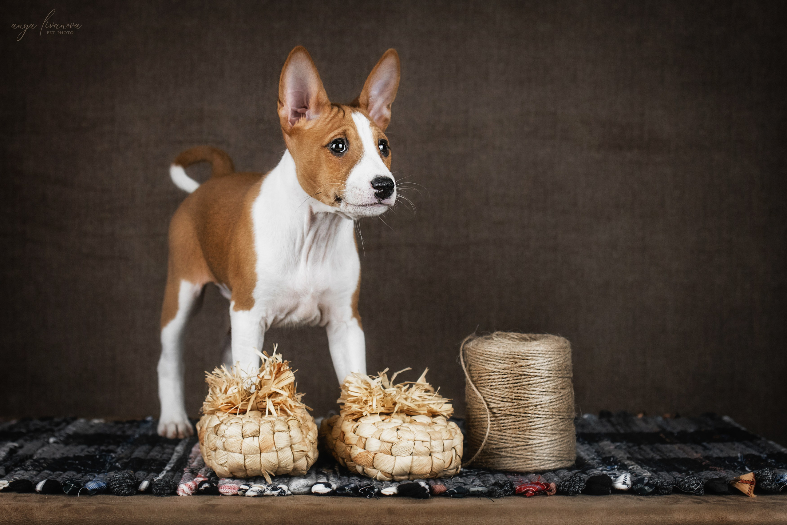 Басенджи. Фотограф анималист Аня Ливанова | Рыбинск