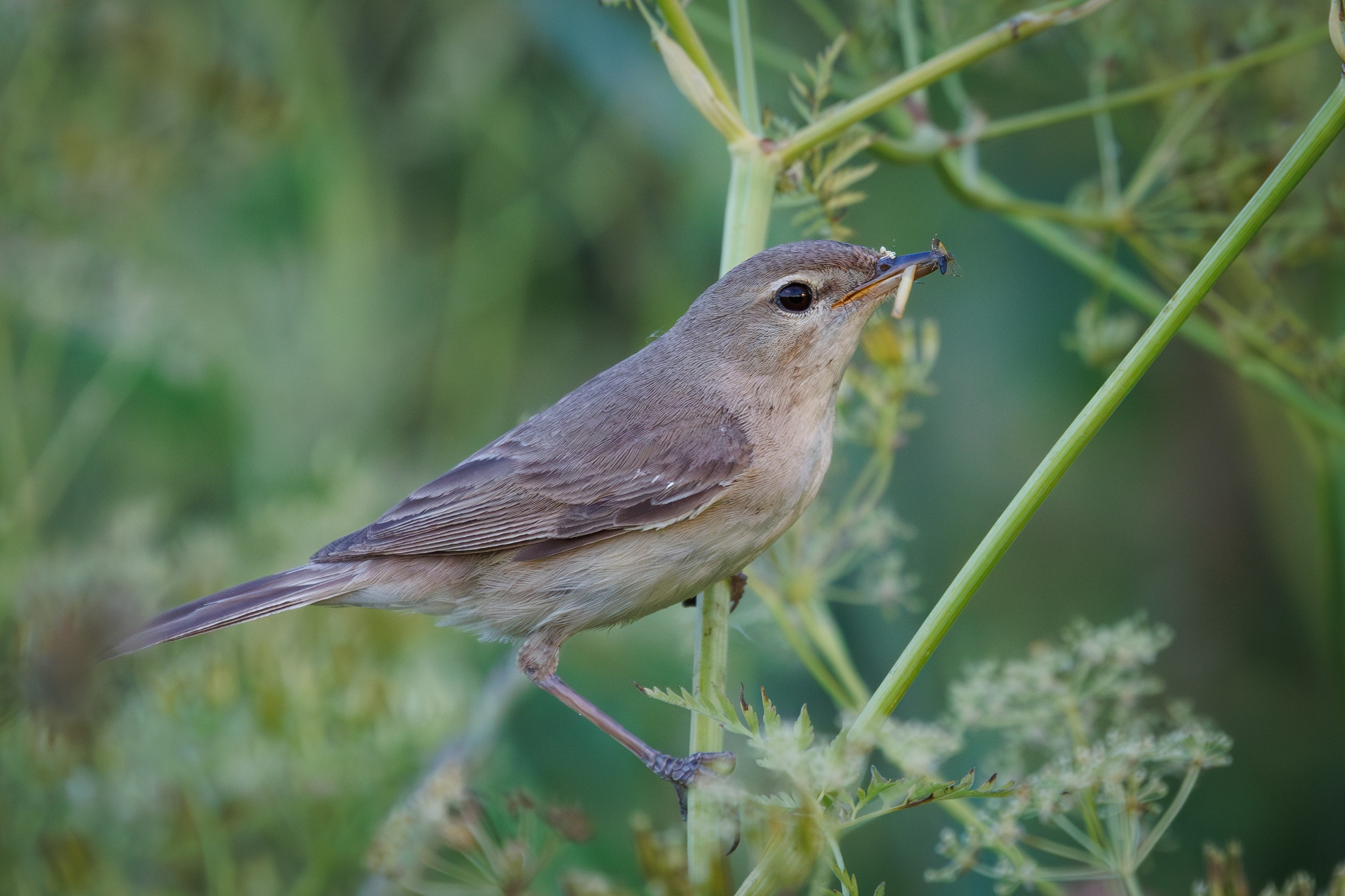 Северная бормотушка Снято на Canon EOS R8, RF 600 mm f11.