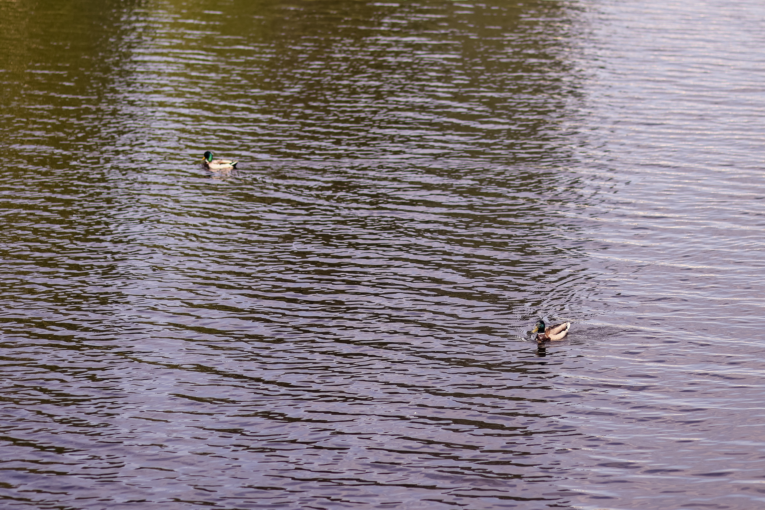 Дружба — это чудо. Семейный фотограф в Вышнем Волочке — Ульяна Иванова | Фотосессии для всей семьи