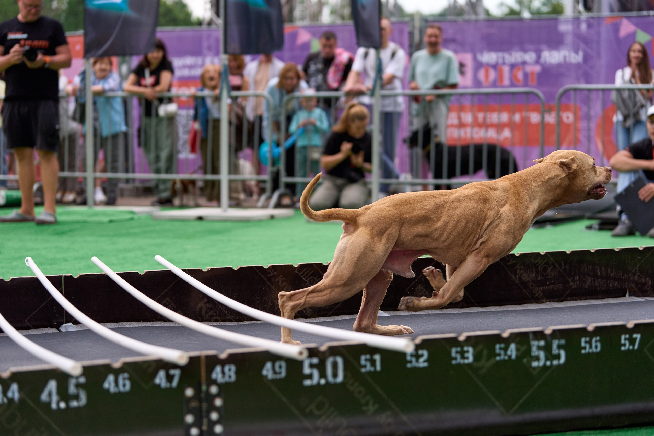 4 лапы Фест. Многоборье. Фотограф-анималист Михаил Манухин