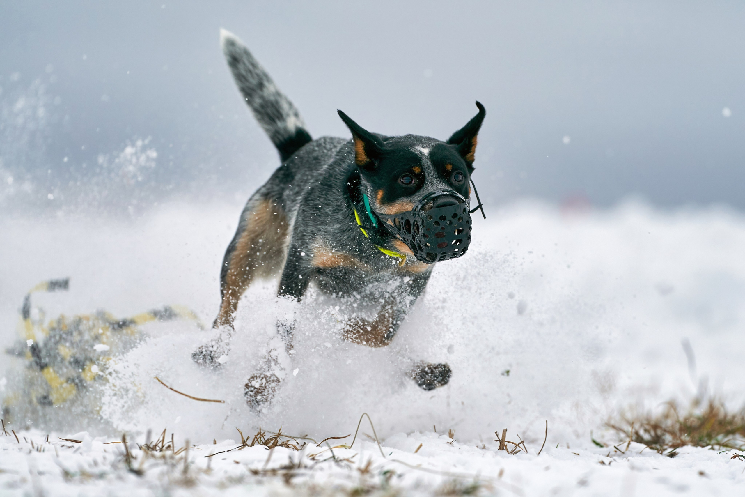 Репортажная съемка. Фотограф-анималист Михаил Манухин