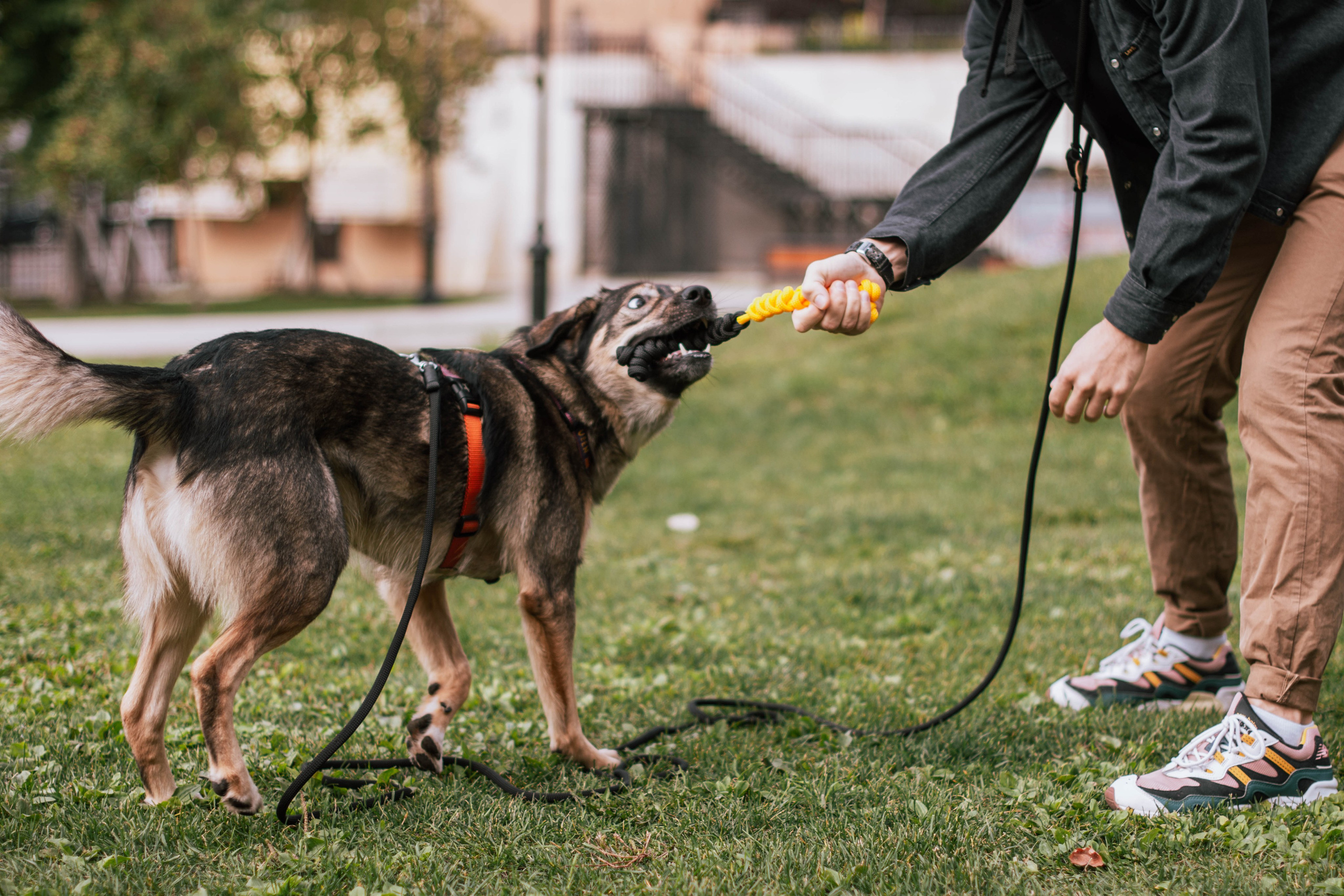 Фотосессия для бизнеса с собакой. Фотограф собак, анималист в Москве Кира Яковлева