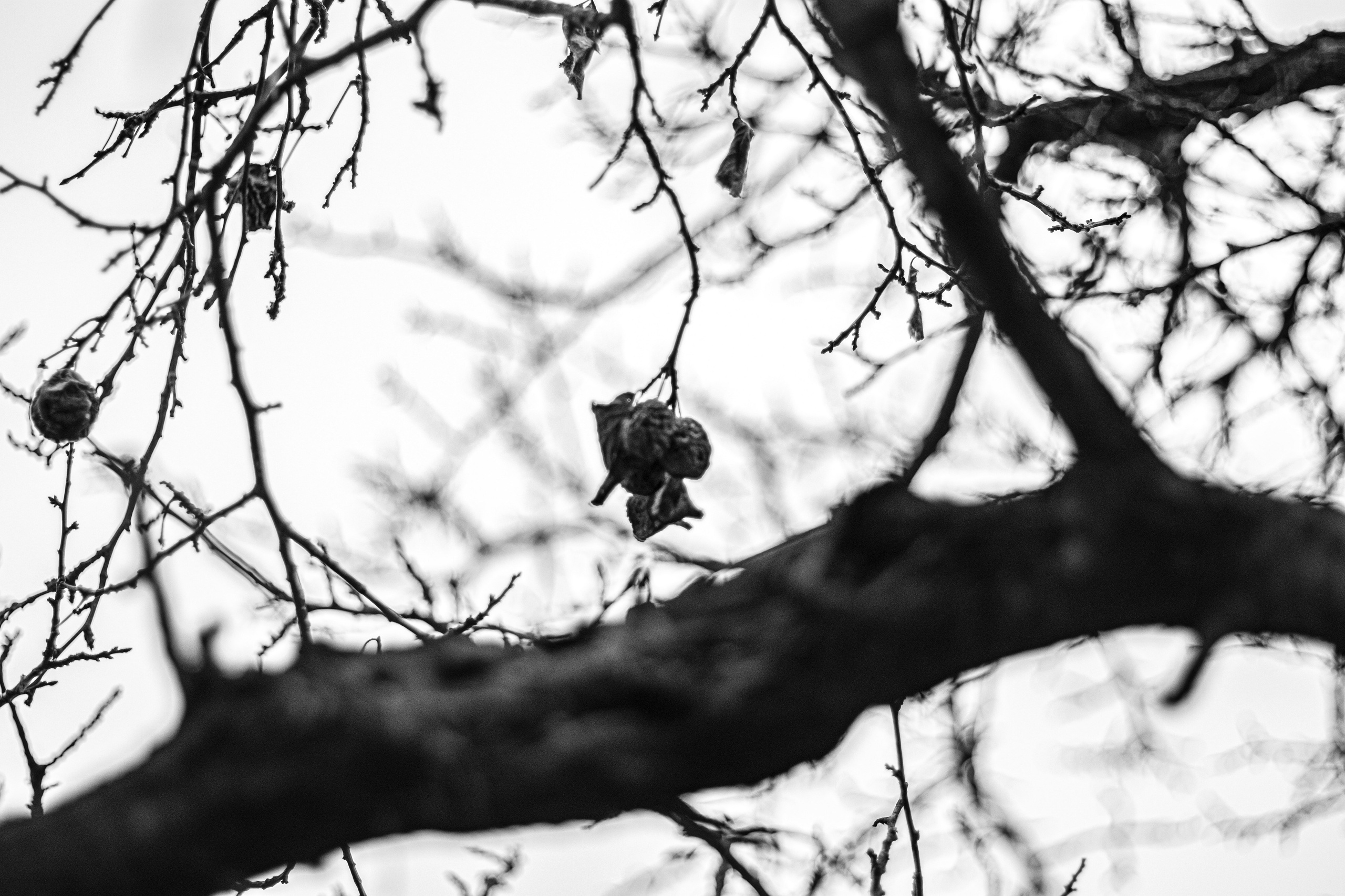 十一月的花园 – 秋日氛围与金色光影摄影