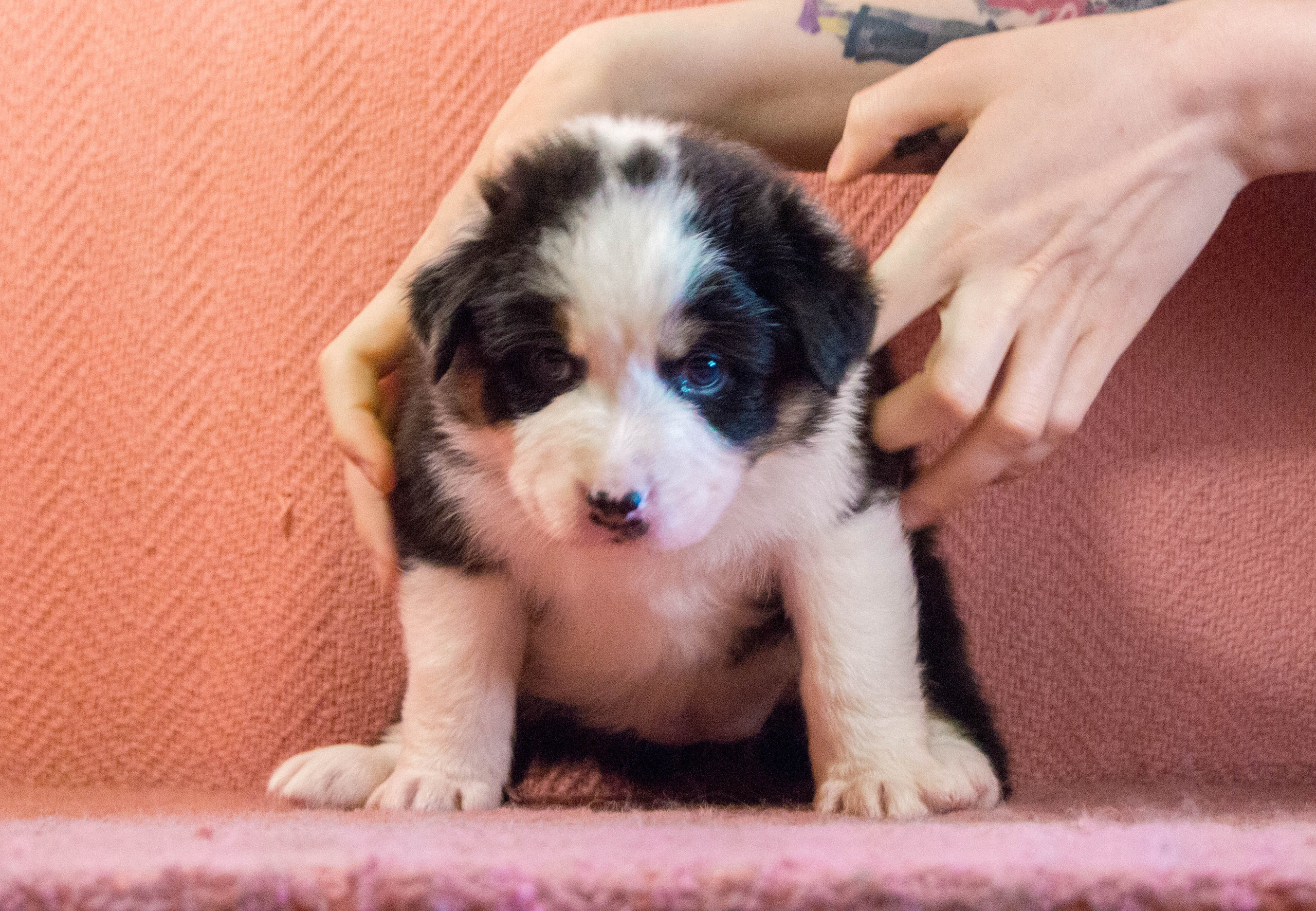 Рави. BLGKV питомник собак