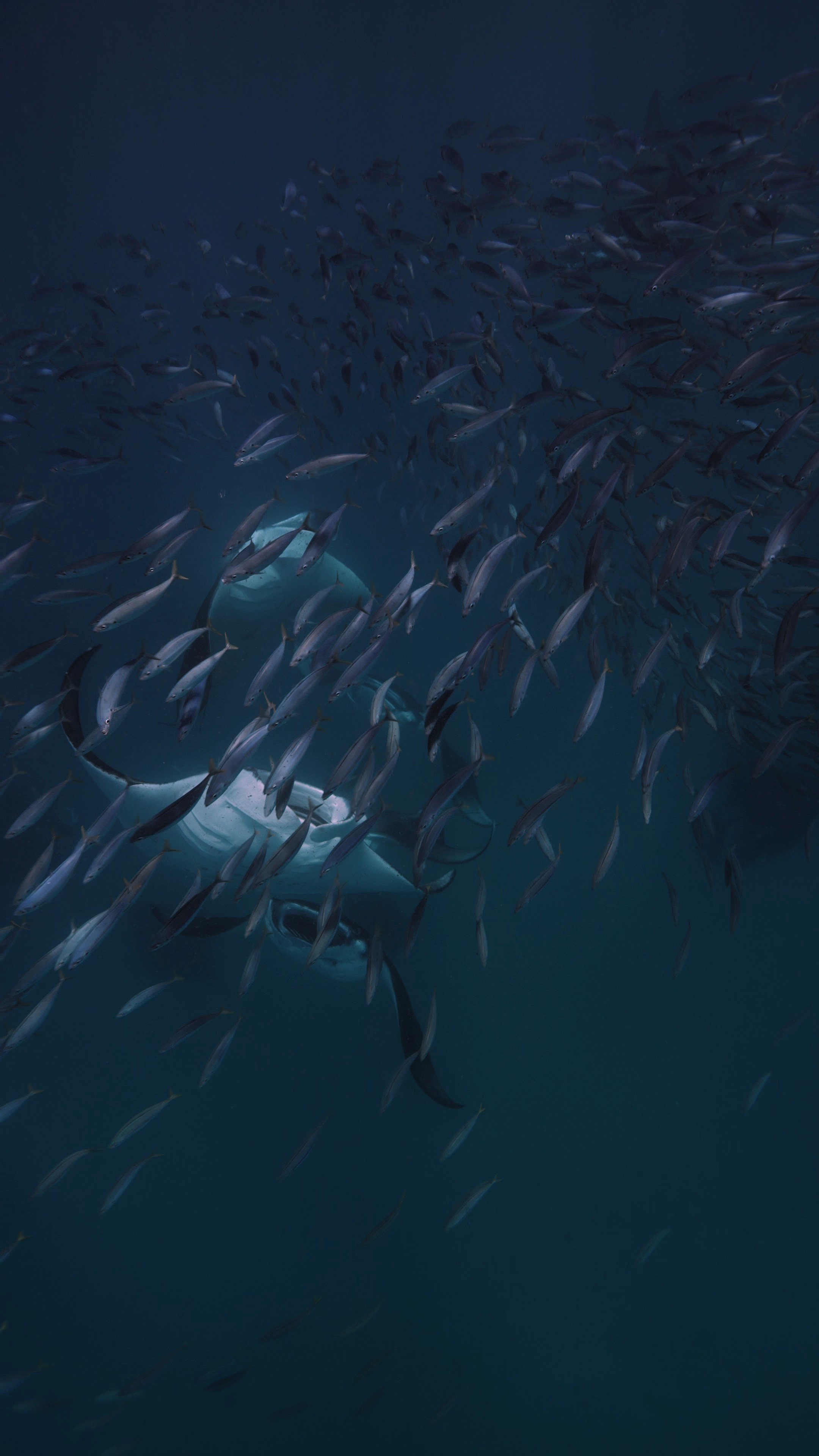 Stories from ALGA’s Maldives Tours