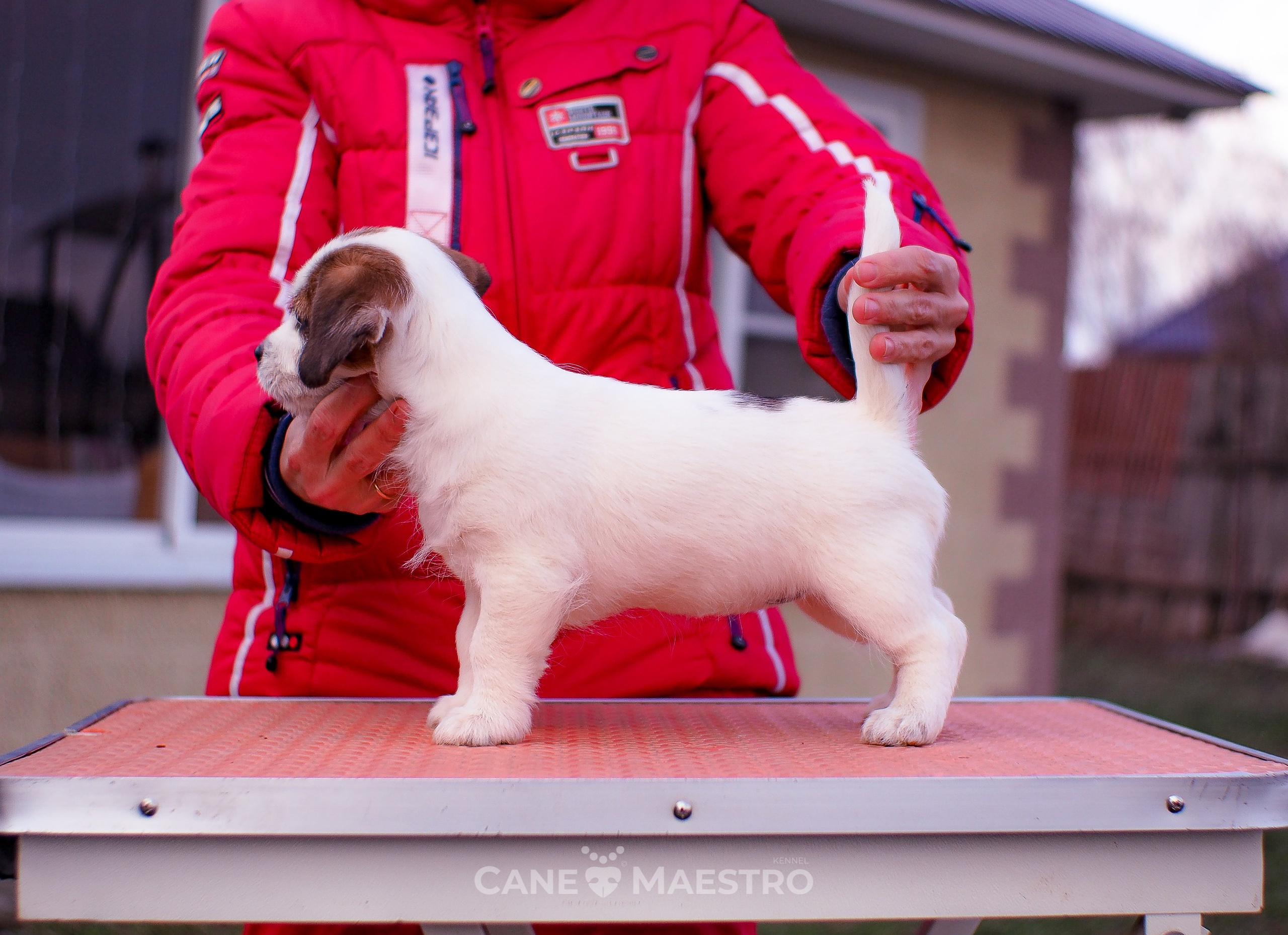 3_Девочка_СНЕЖНАЯ_Ц. CANE MAESTRO — kennel Jack Russell Terrier