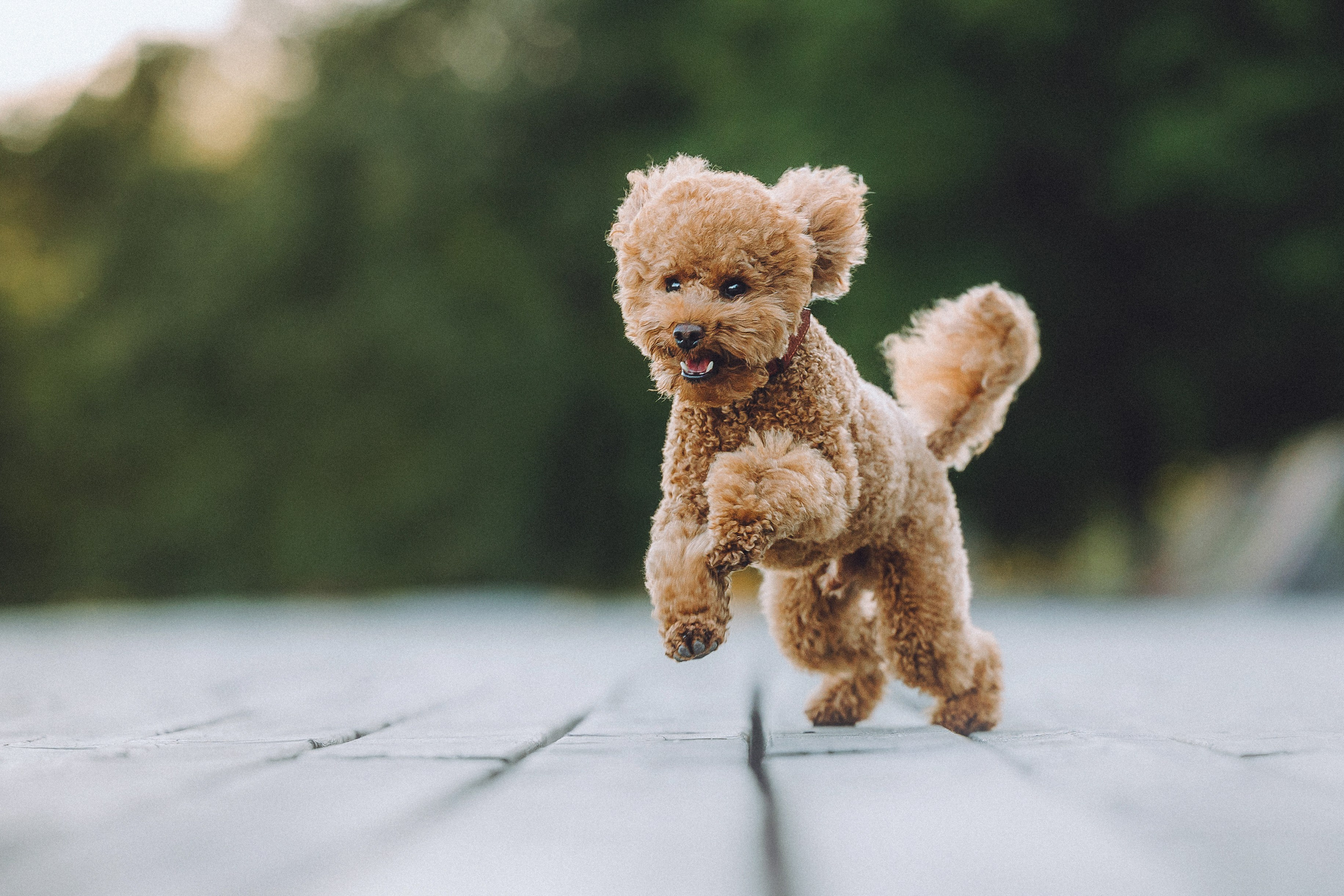 Марья и Буба