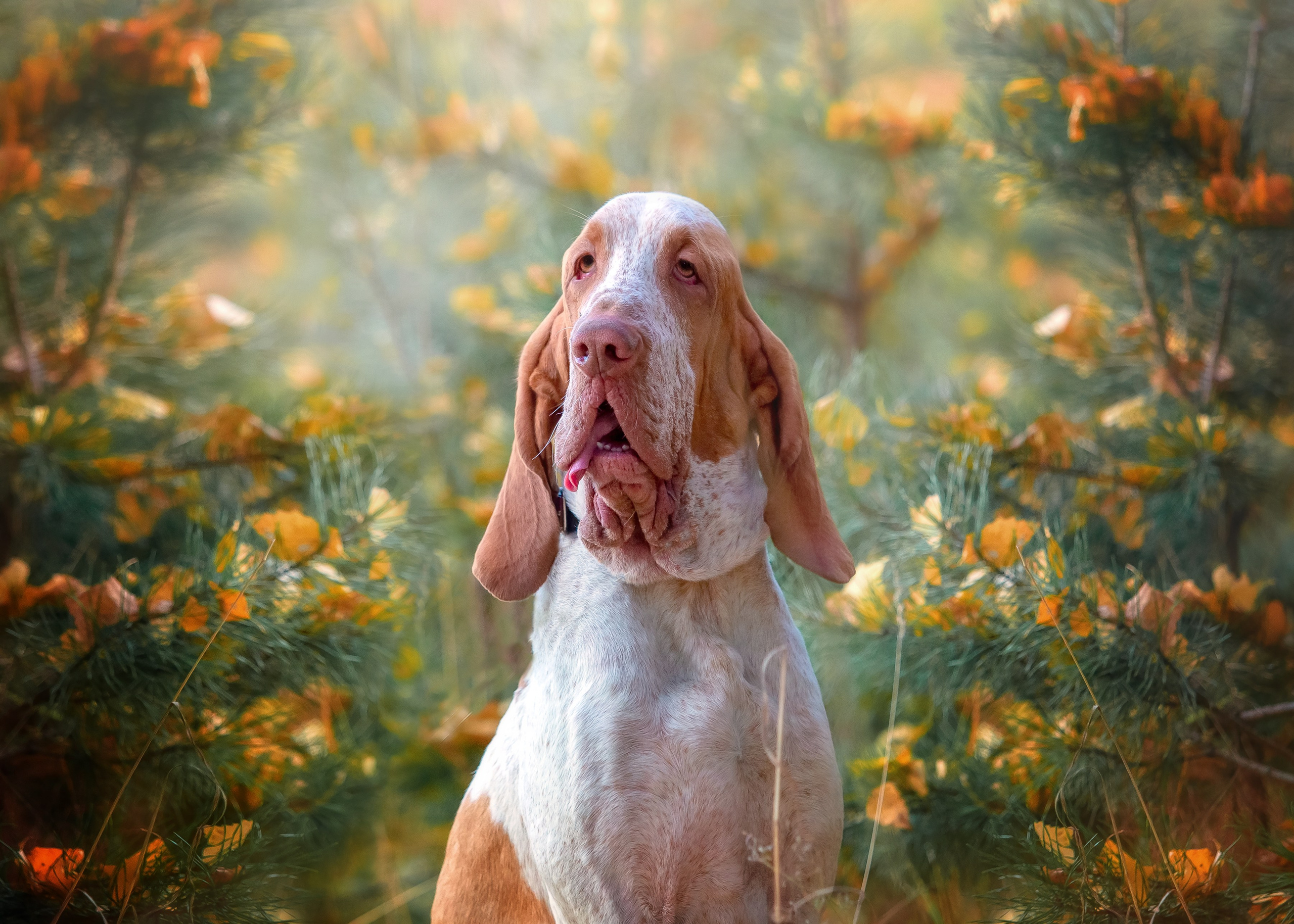 Разные породы