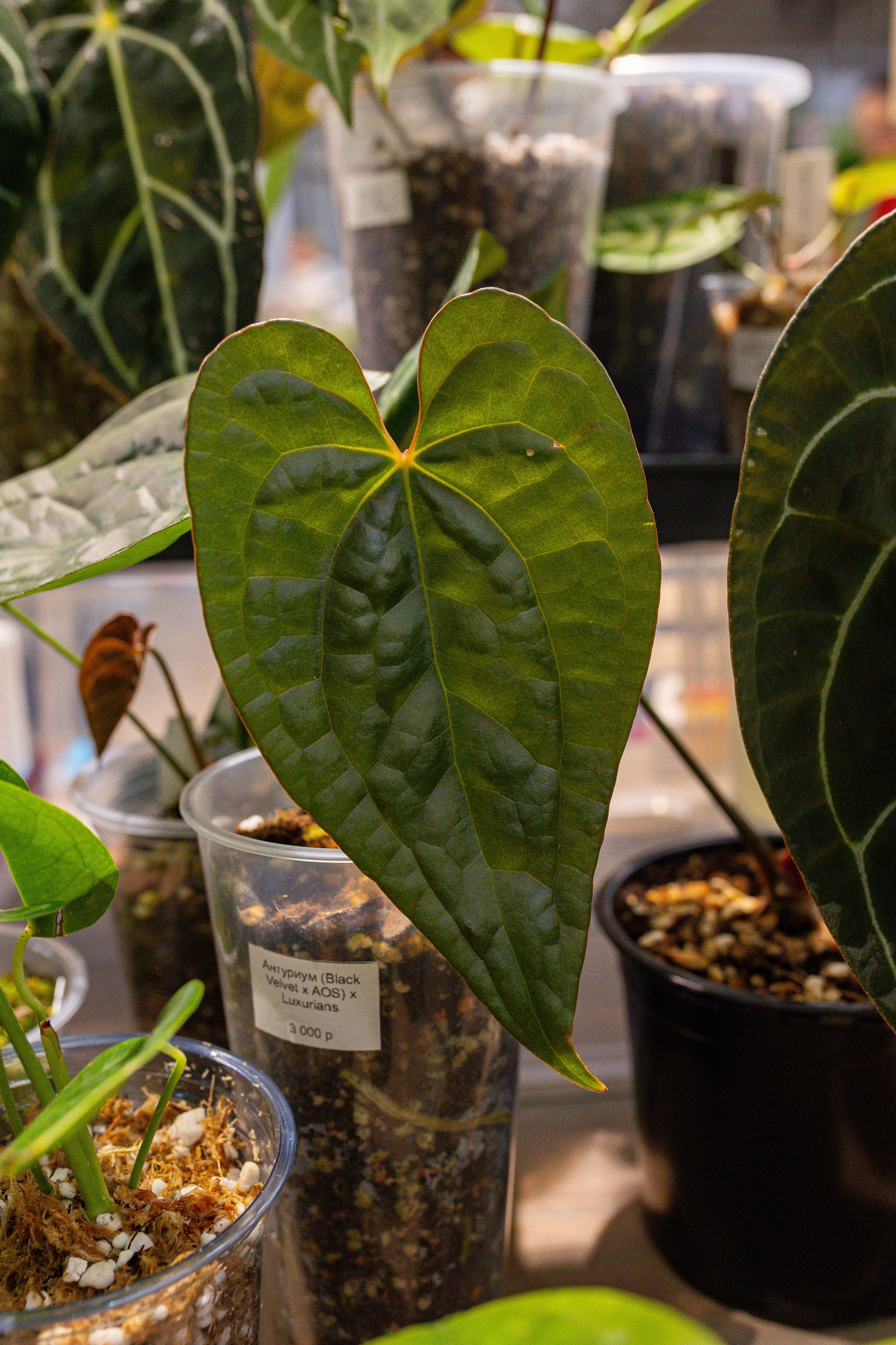 Ярмарка Green Rare 20.09.25. Александра Куликова фотограф, Москва