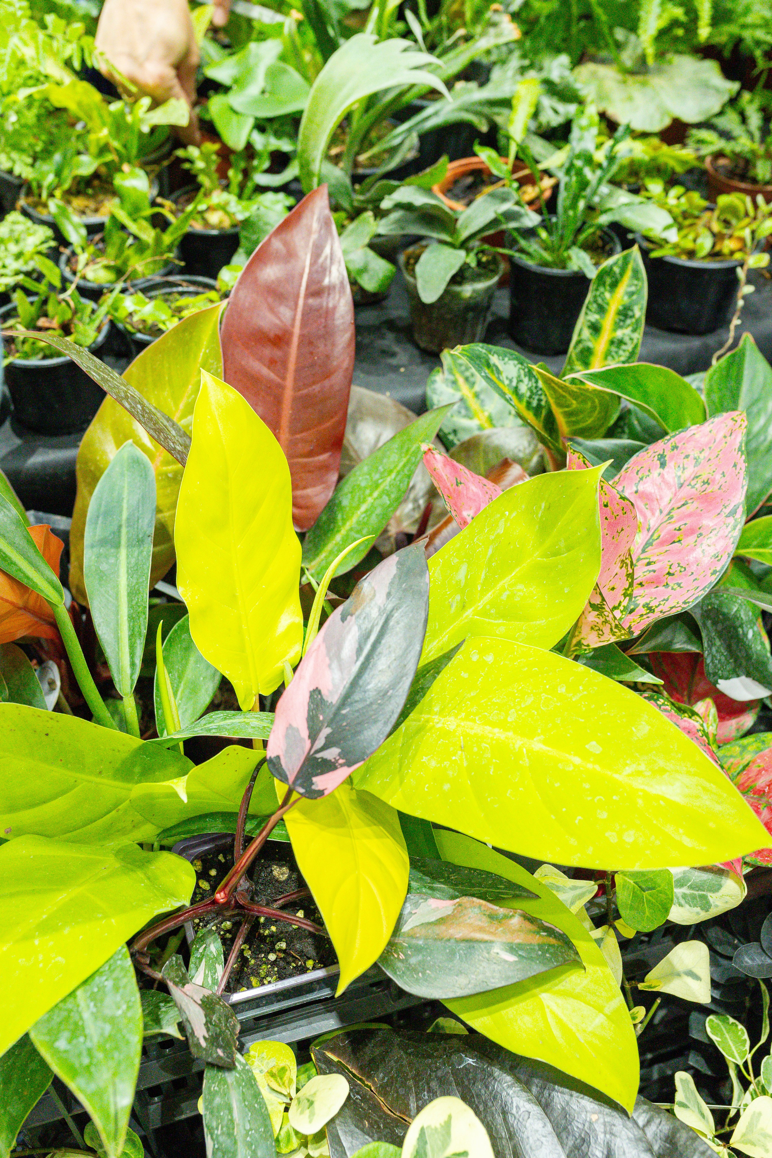 Монстериум 11–12 октября. Александра Куликова фотограф, Москва