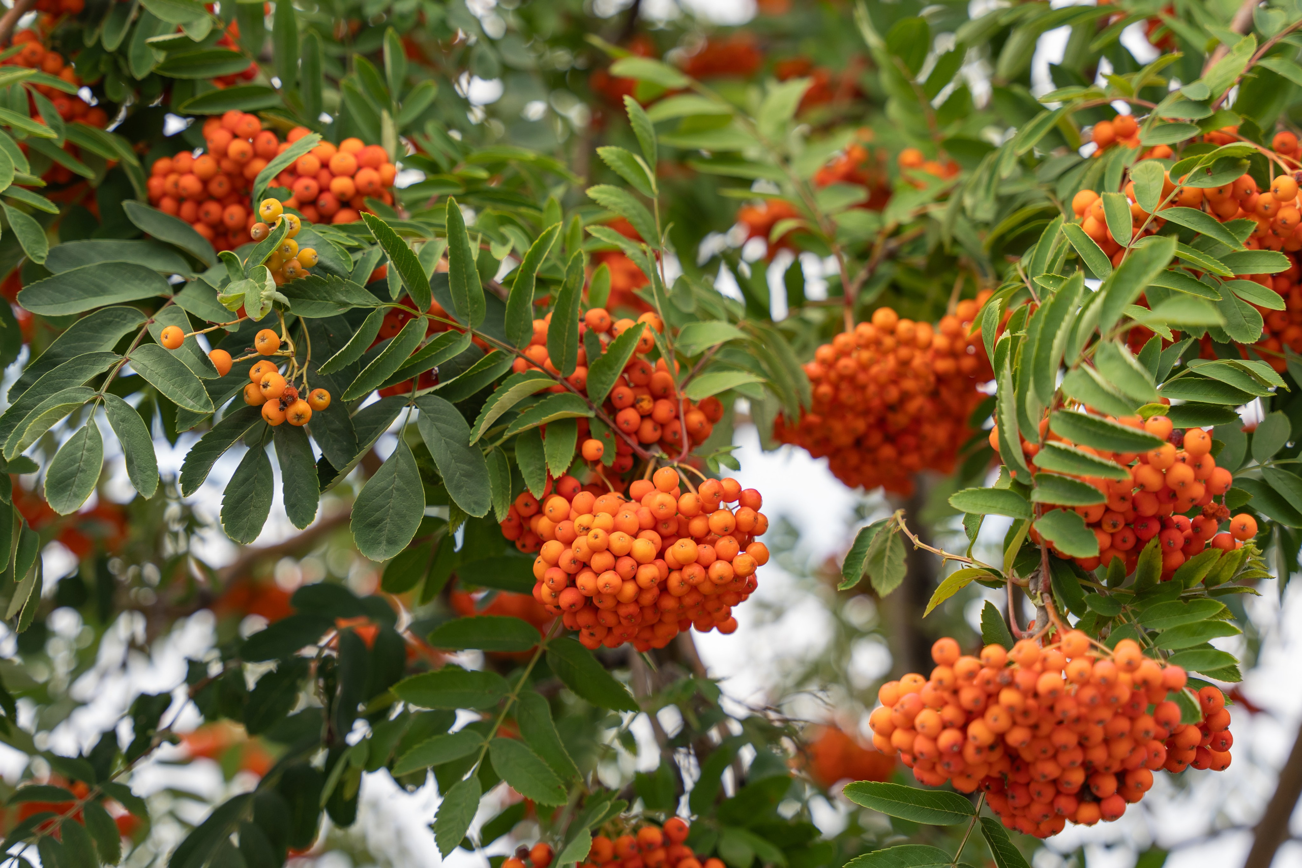 Летнее солнце в рыжих локонах: фотосессия Василисы. Фотограф |Ленинск, Волжский, Волгоград| Наталья Савилова