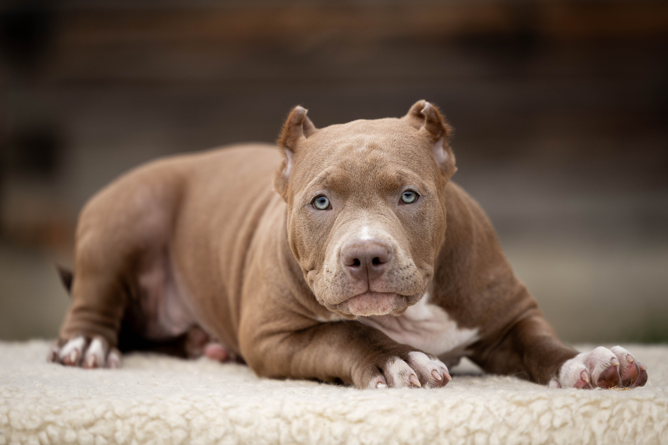 И снова булляшики. Фотограф Анималист в Перми Анастасия Остерман