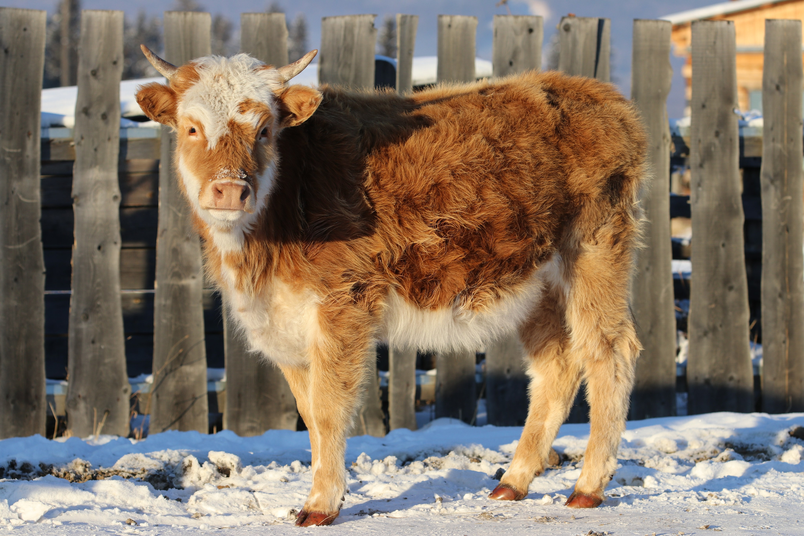 Аршан. Январь 2022. Путешественник-фотограф из Санкт-Петербурга Татьяна Свистулина