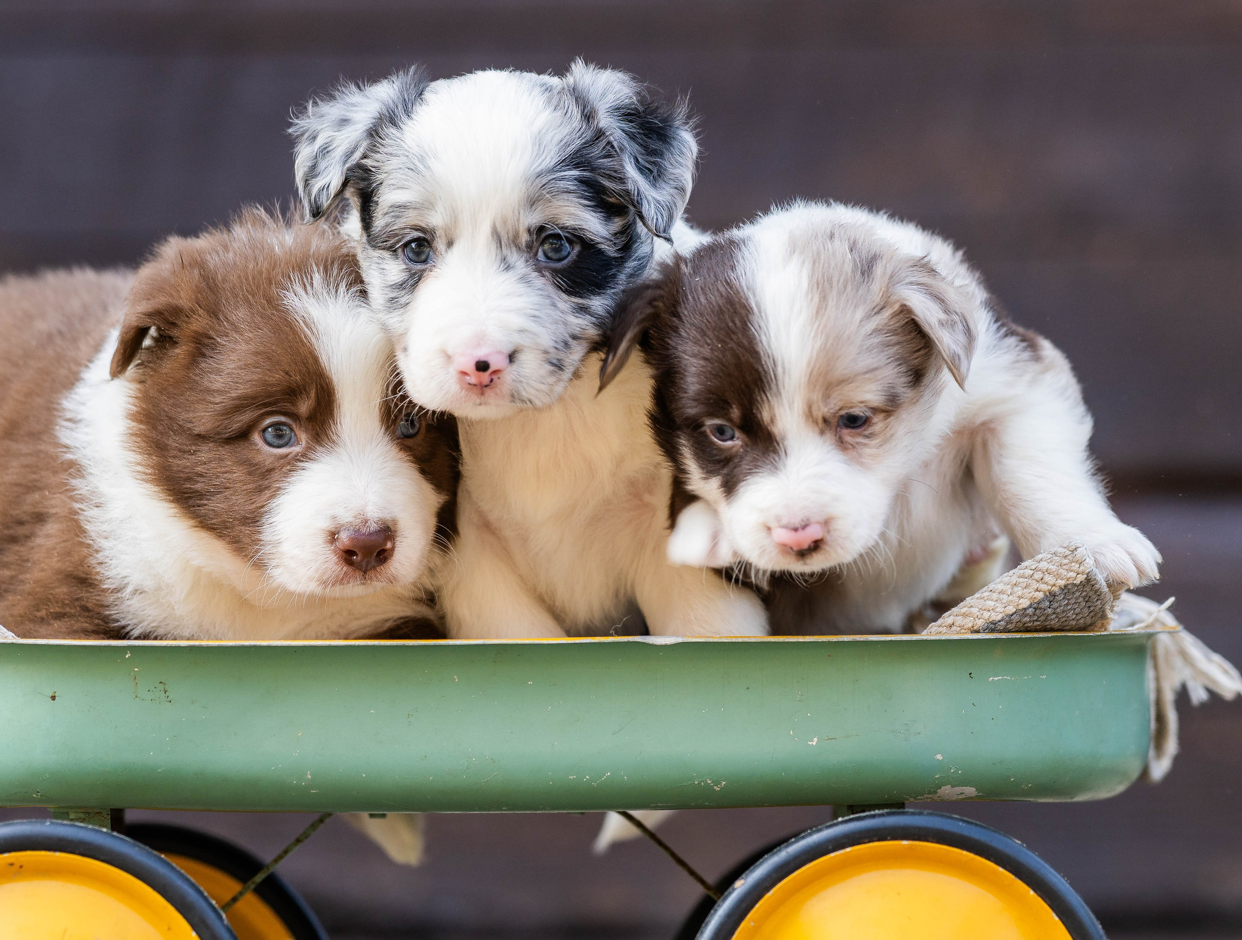Фритсвит. Семейный фотограф Ефремова Виктория