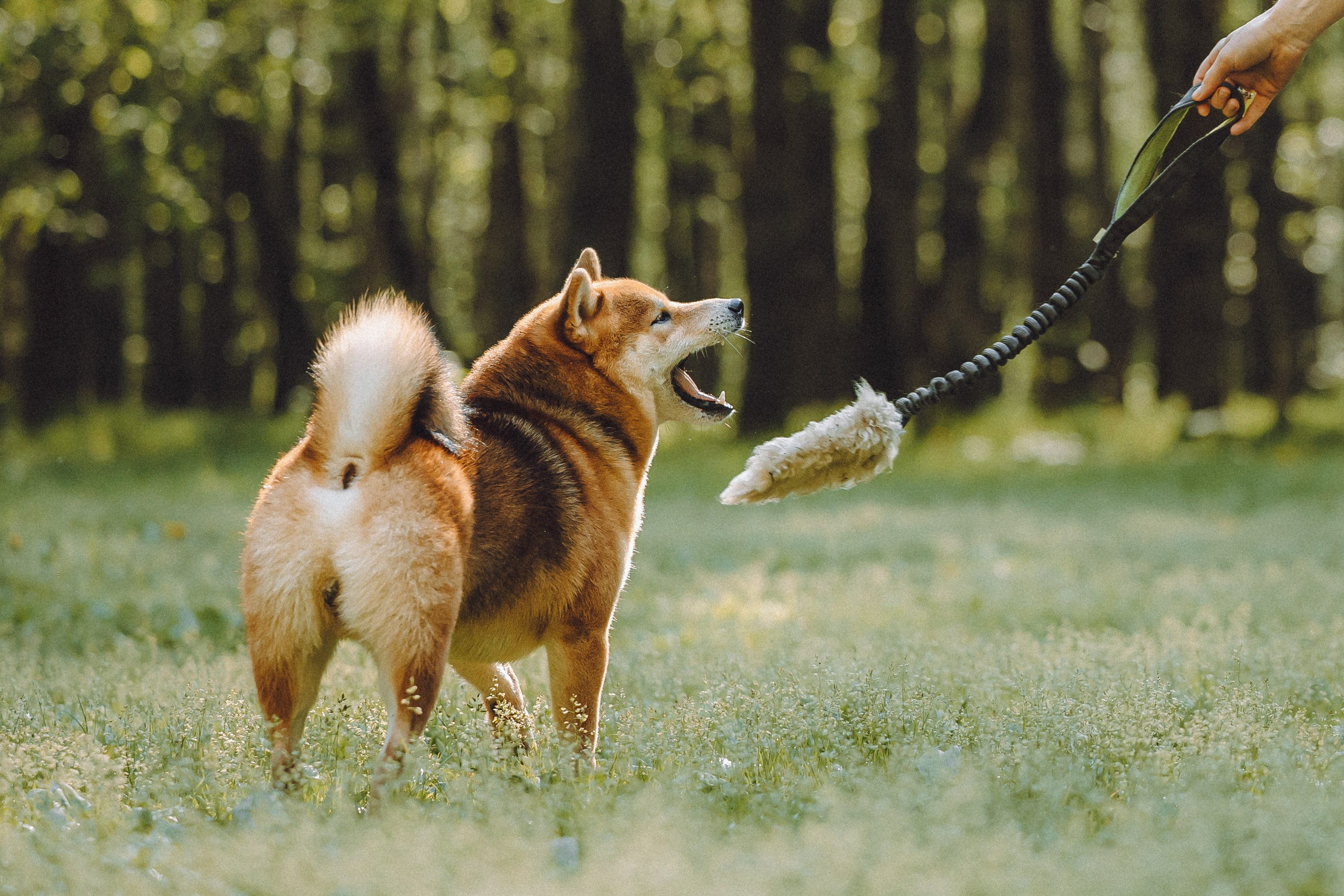 Шед, Цири, Чиби, Цера и их семья