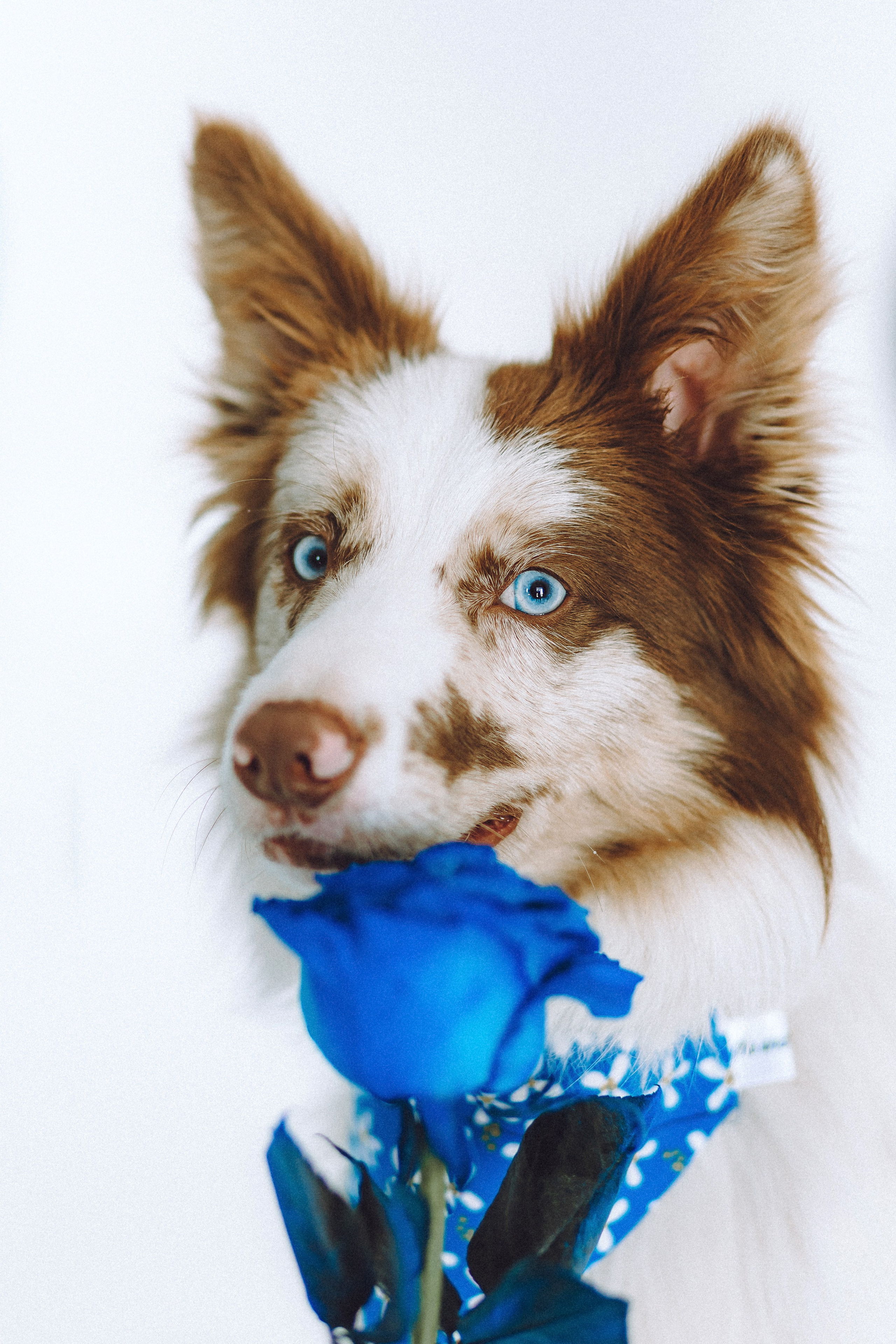 День рождения Айко