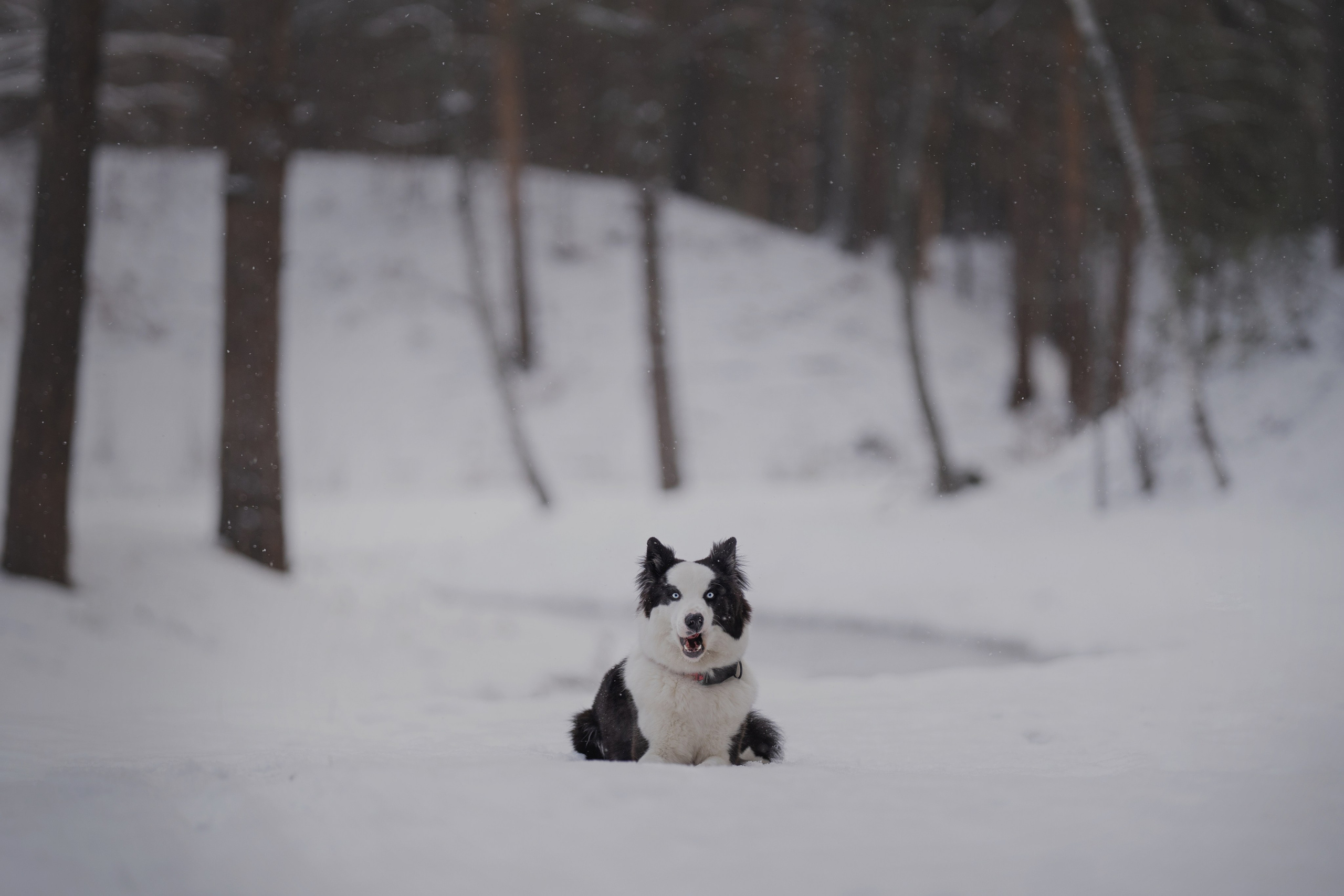 Ликер. Kameramotor74