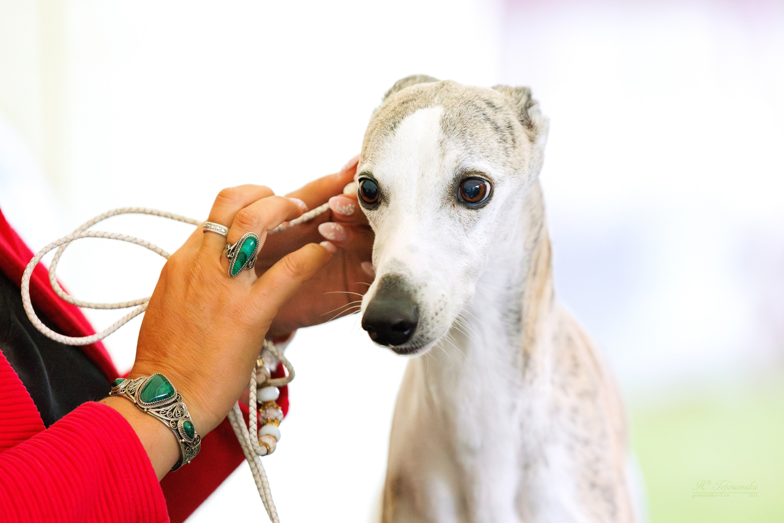 Астана 2хCACIB 17-18.08.2024. Фотограф-анималист Юлия Германика