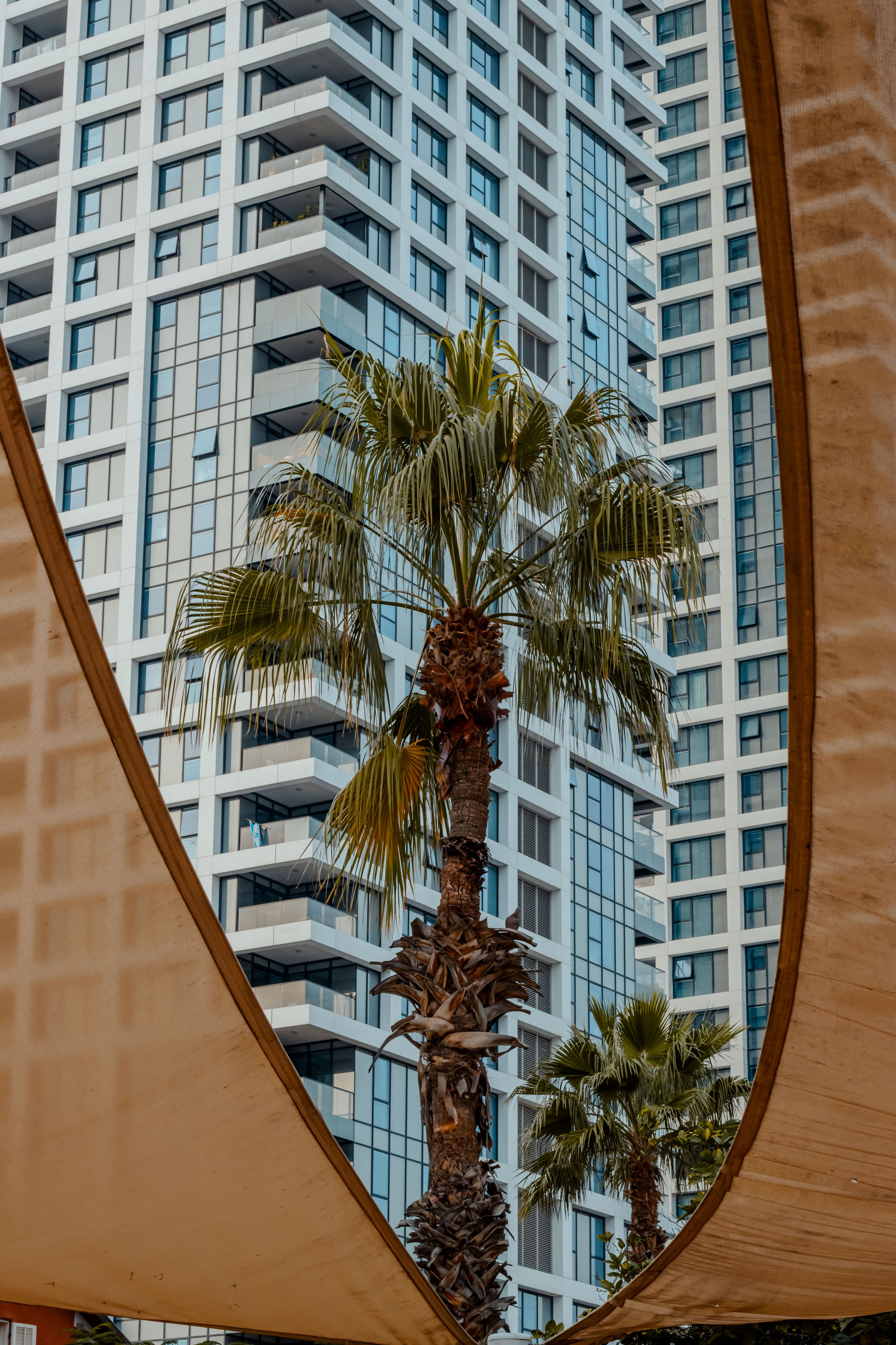 высотное здание, а рядом высокая пальма