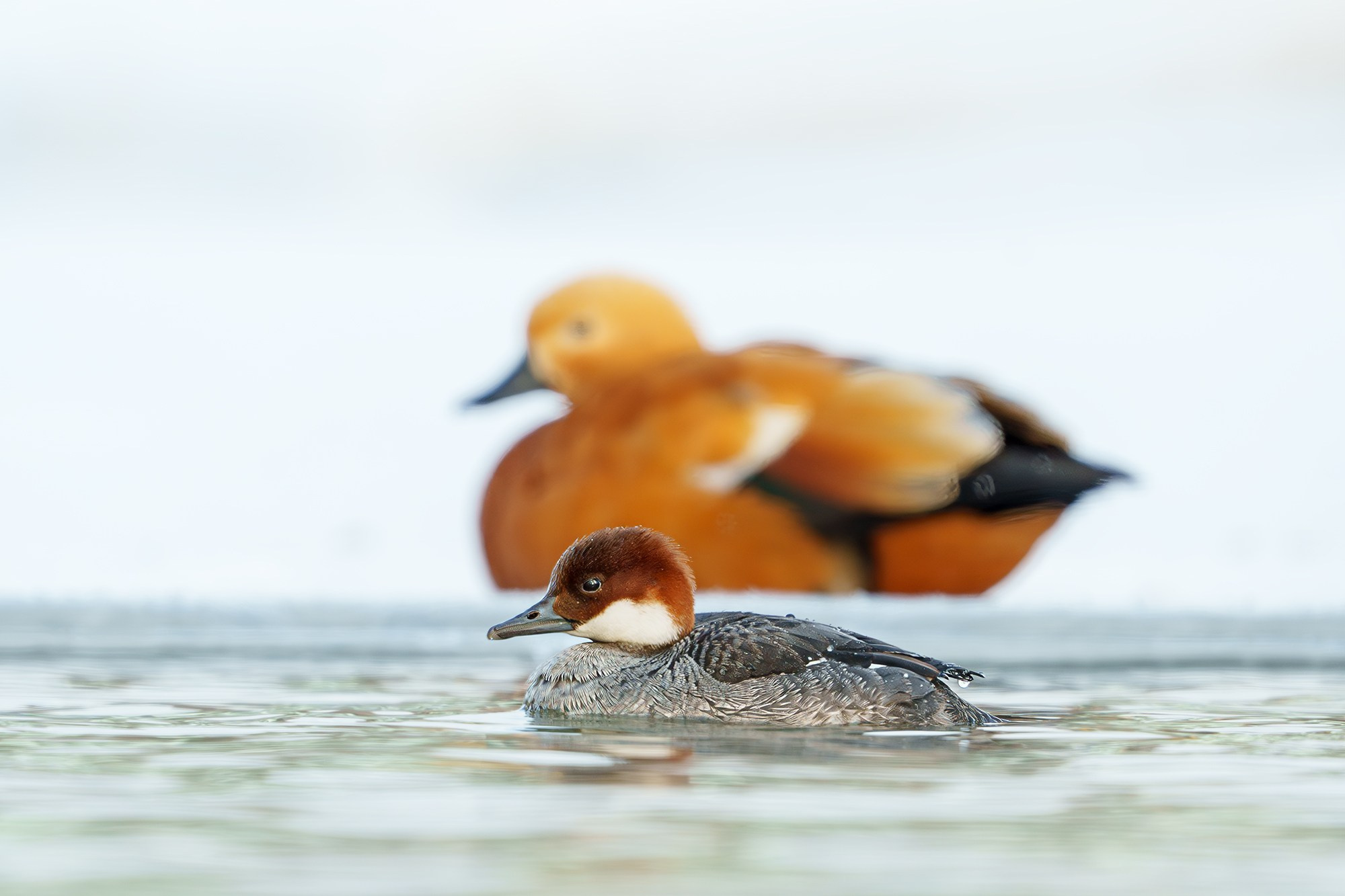 Удивительные мир птиц. Вокруг нас столько прекрасного — присмотритесь!. Ваш личный фотограф Марина Волкова
