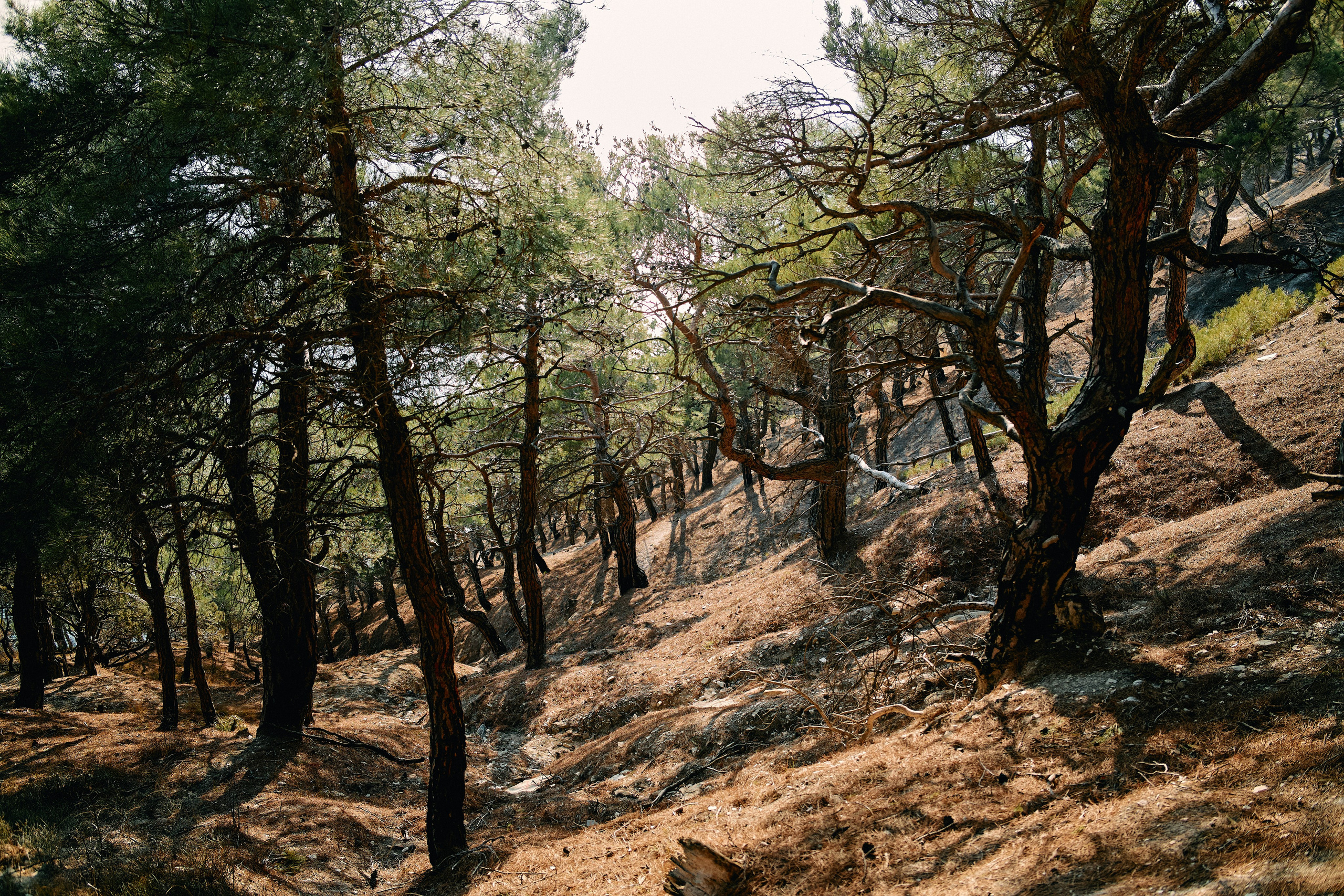 Юг России. Профессиональный Фотограф во Владимире, в Москве и в Суздале — Полина Романычева