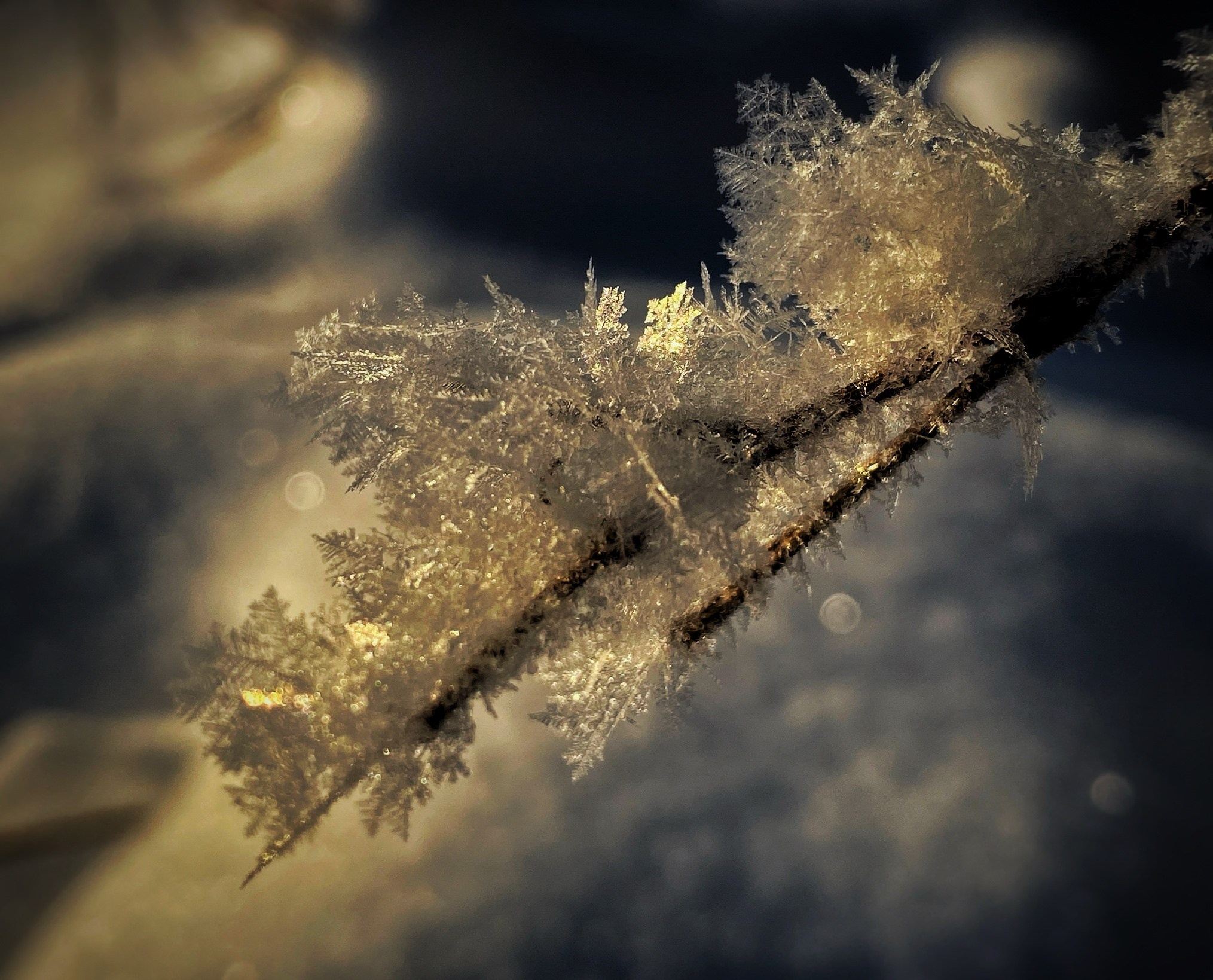 Природа. Фотокружок «Видоискатель» ГБОУ СОШ № 291