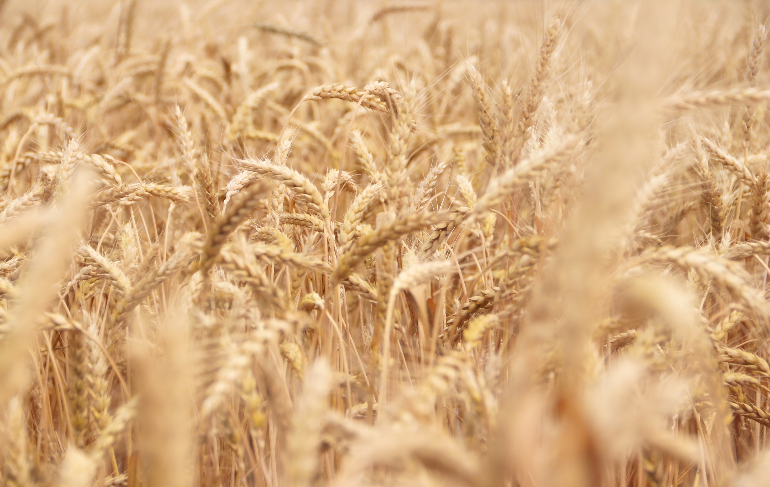 На досуге. Фотограф в Вязьме