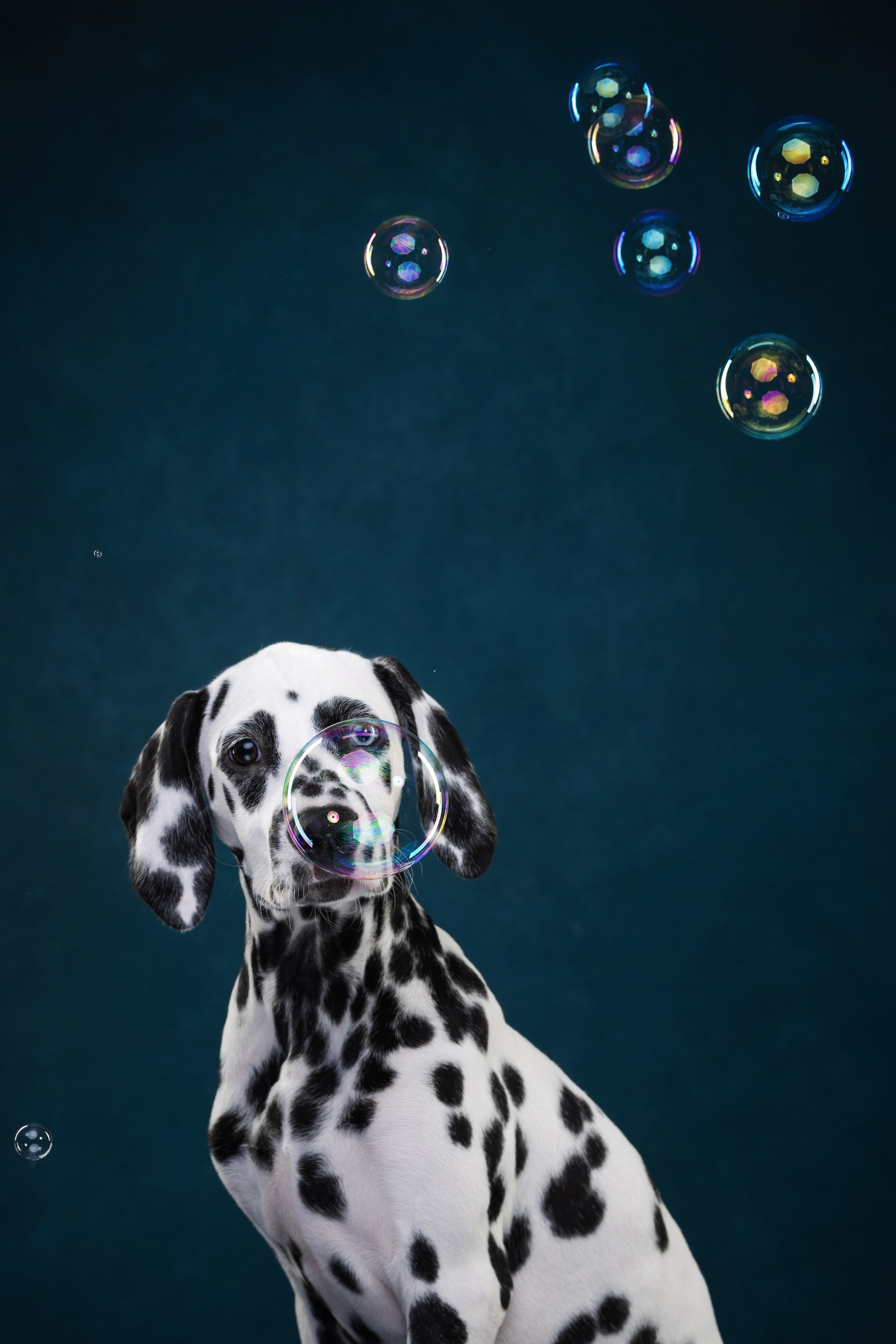 Далматин Одри. Фотограф анималист Осипчикова Мария